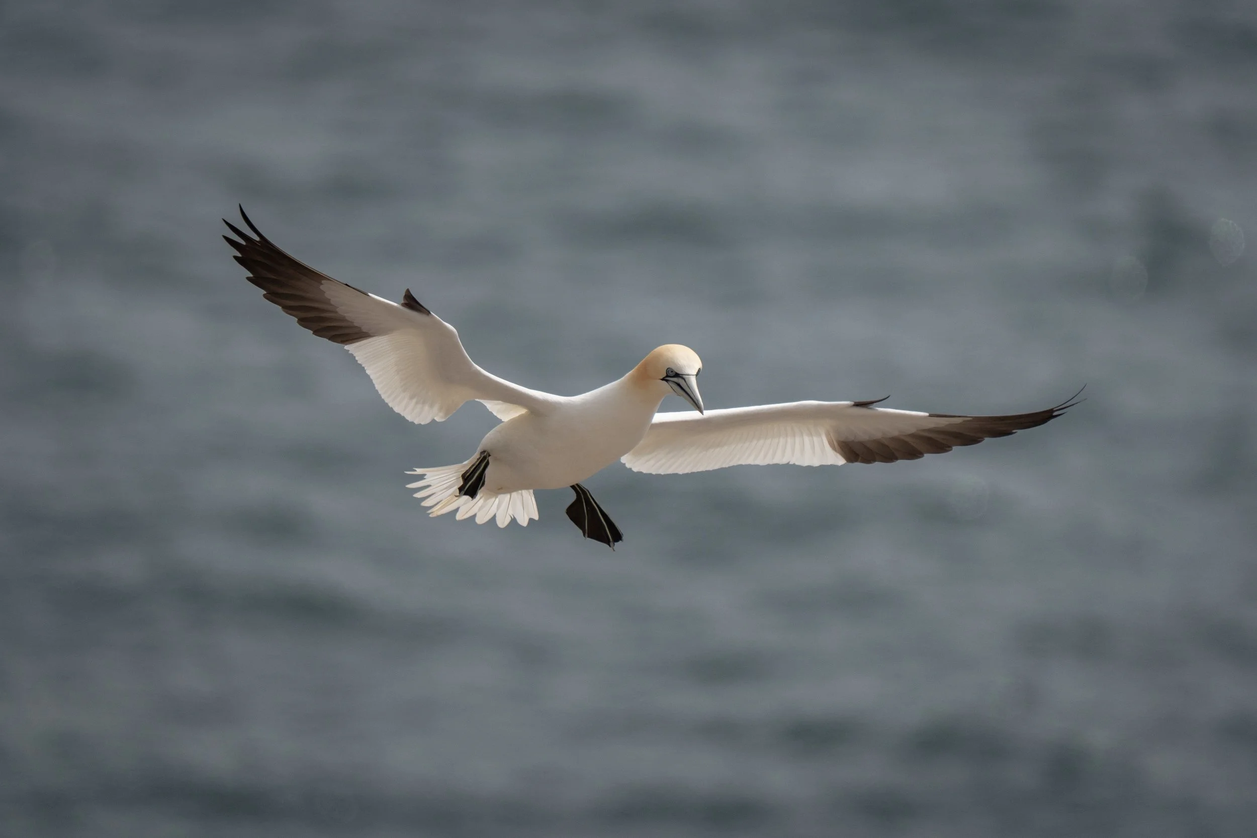 A white seabird with black wing tips flying over the ocean
