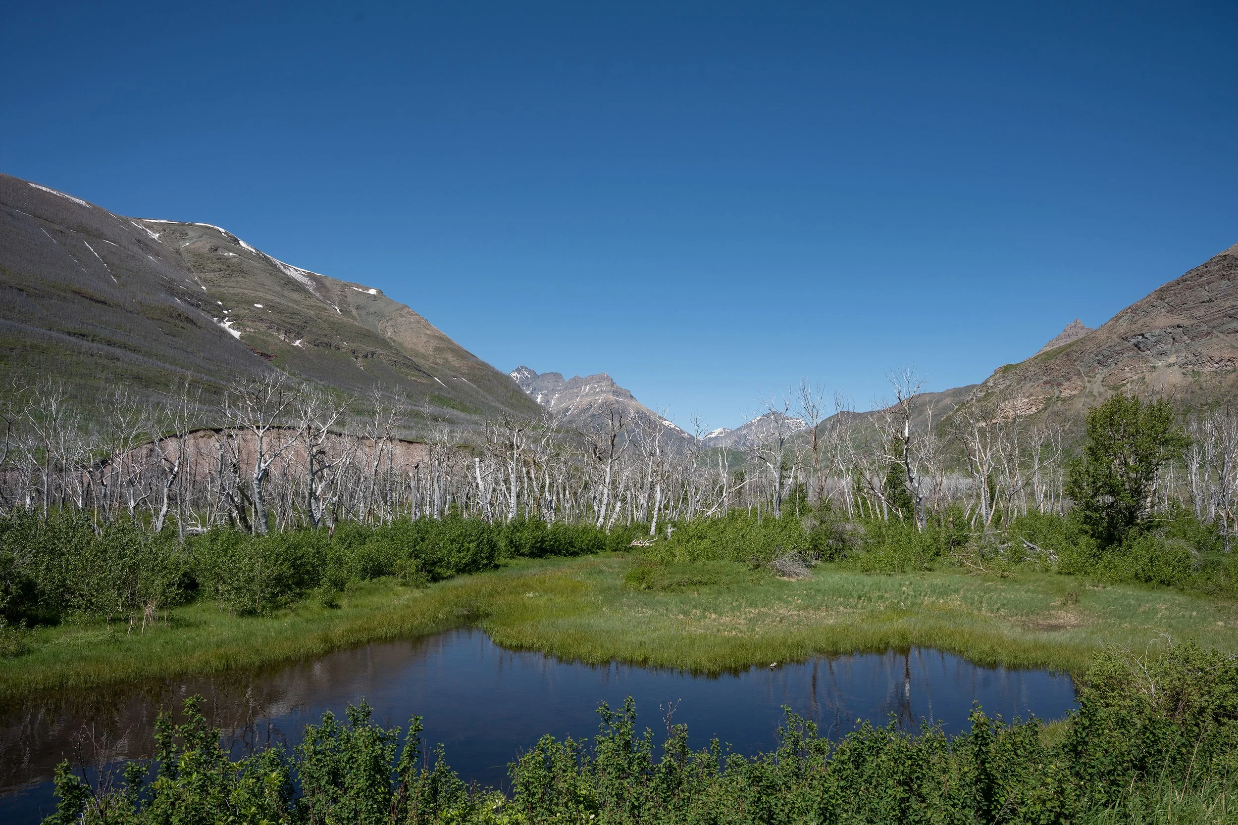 Mountain landscape with a lake, green vegetation, leafless trees in the foreground, and snow-capped peaks under a clear blue sky.