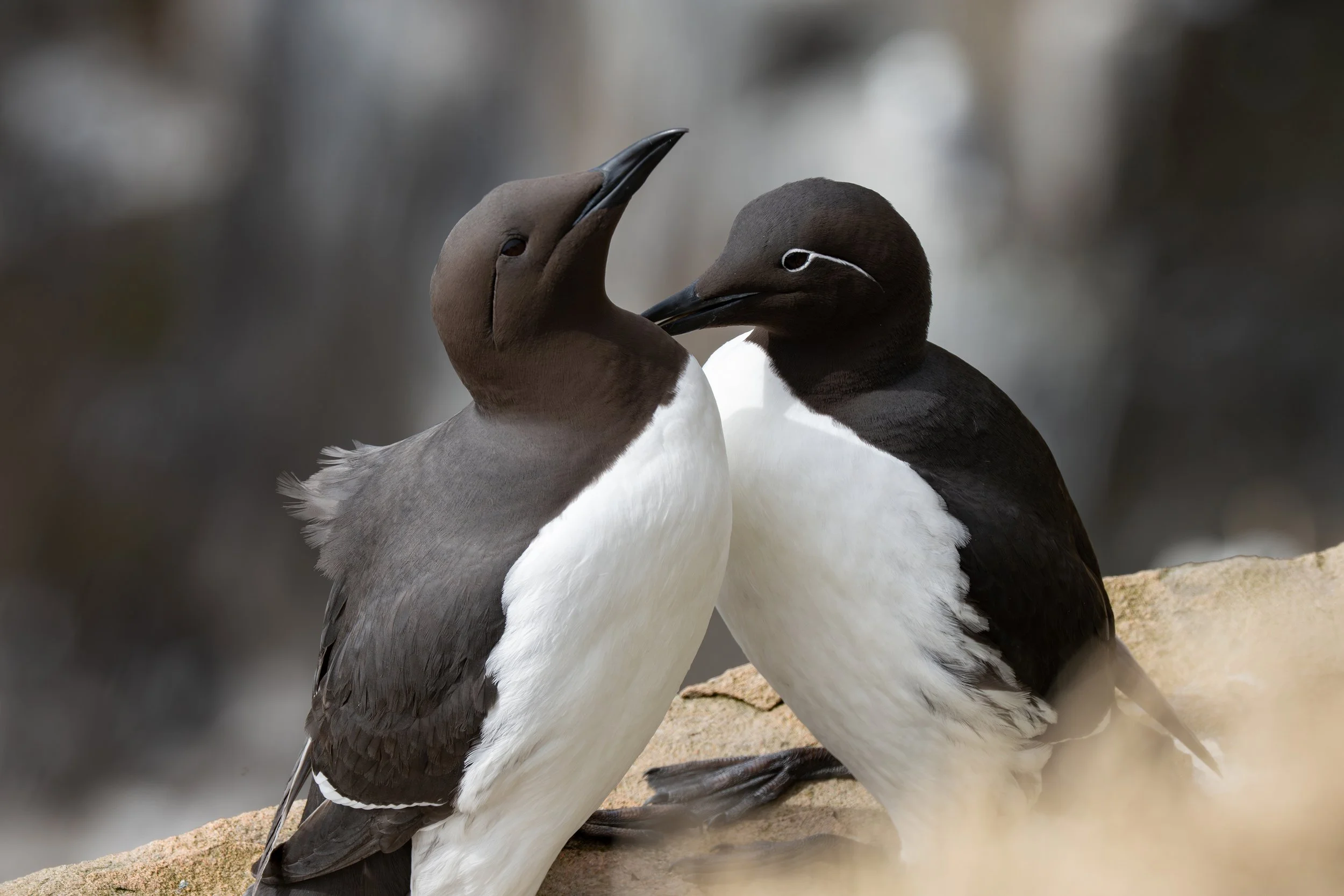 Two guillemots standing close together on a rocky surface, with blurred background. One has the bridled guillemot morph.