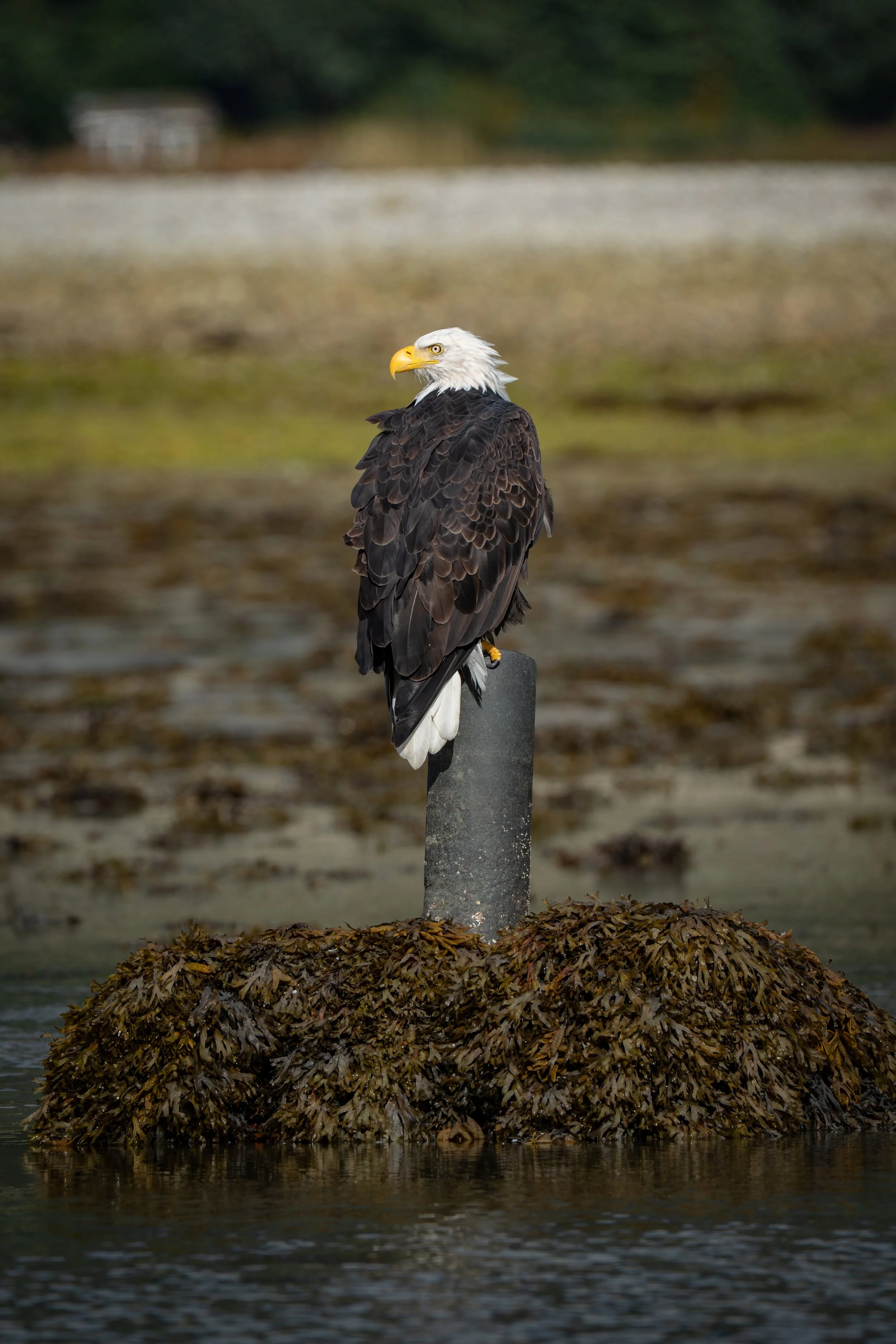 A bald eagle perched on a post above a bed of seaweed at water's edge with blurred shoreline and trees in background. Haines Alaska.