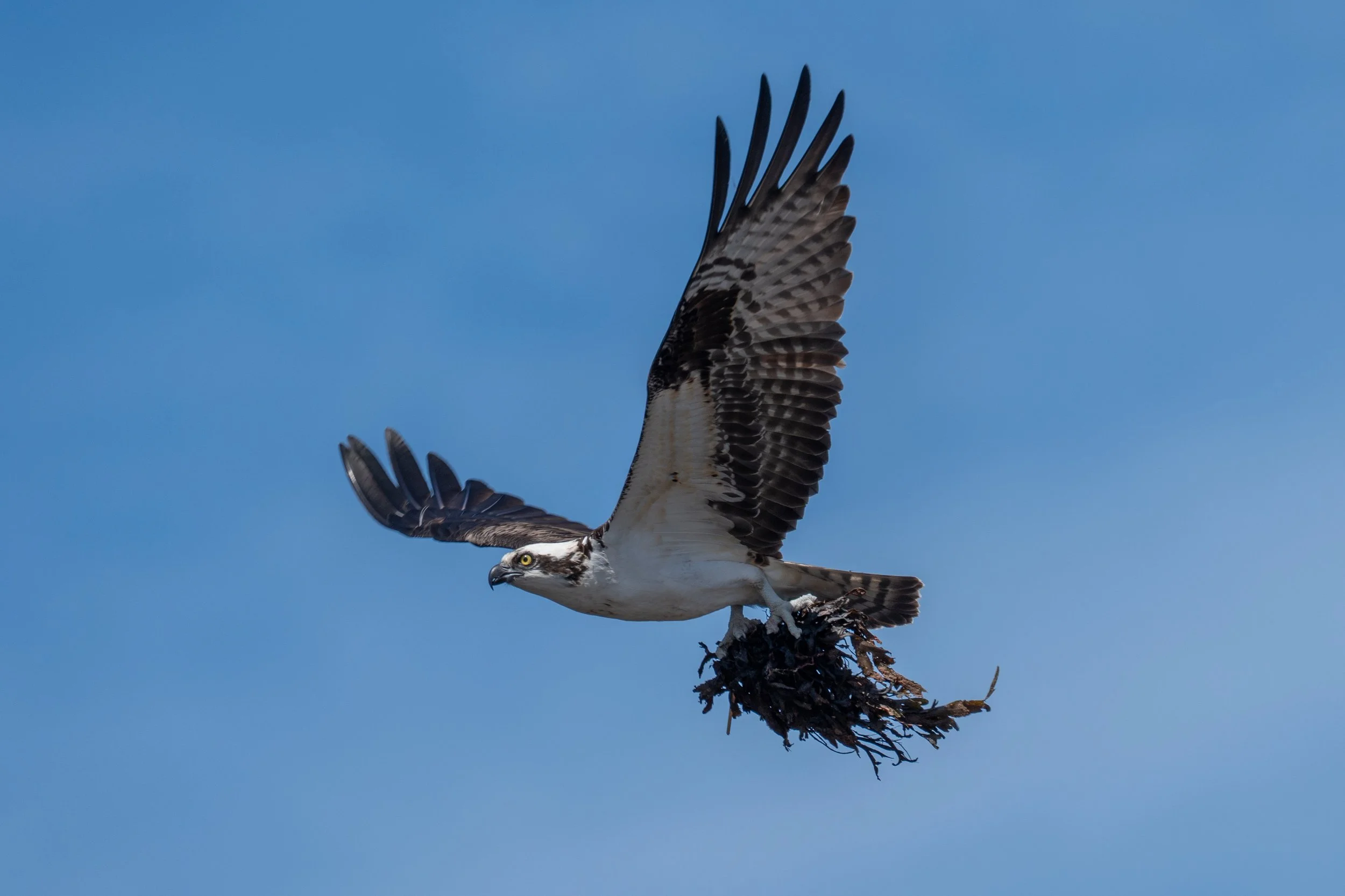 An osprey bird flying against a clear blue sky with its wings spread wide and clutching a fish in its talons.