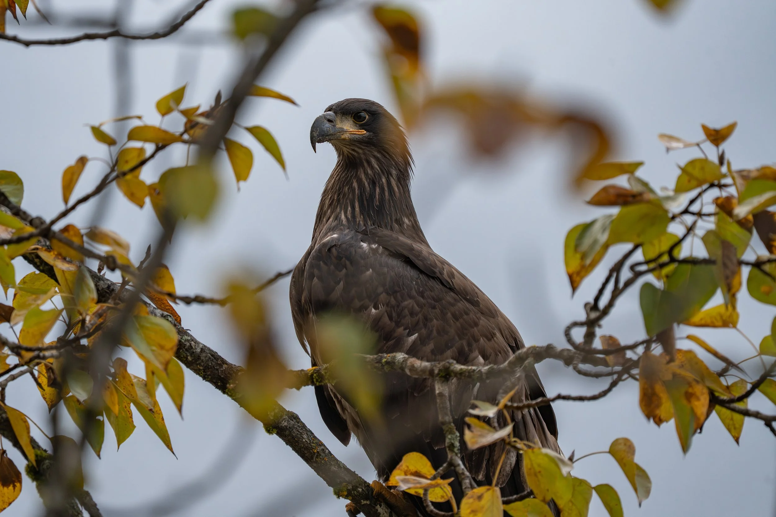 A bird of prey, juvenile bald eagle, perched on a tree branch surrounded by yellow and green leaves, with a cloudy sky in the background.