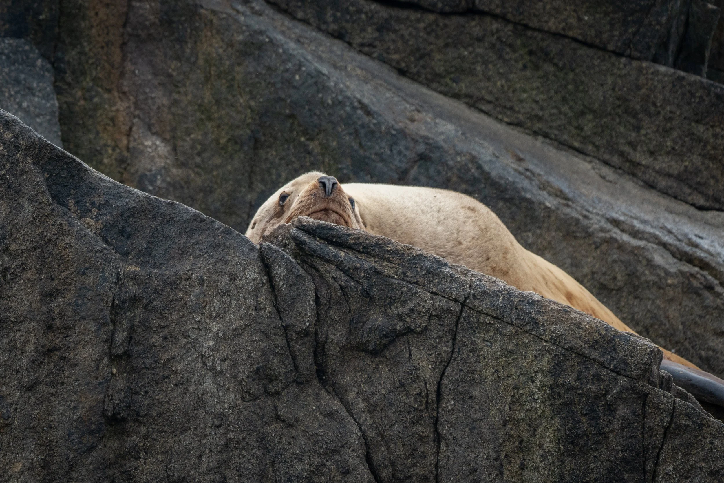 A seal lying on rocky terrain with large, dark rocks around it.