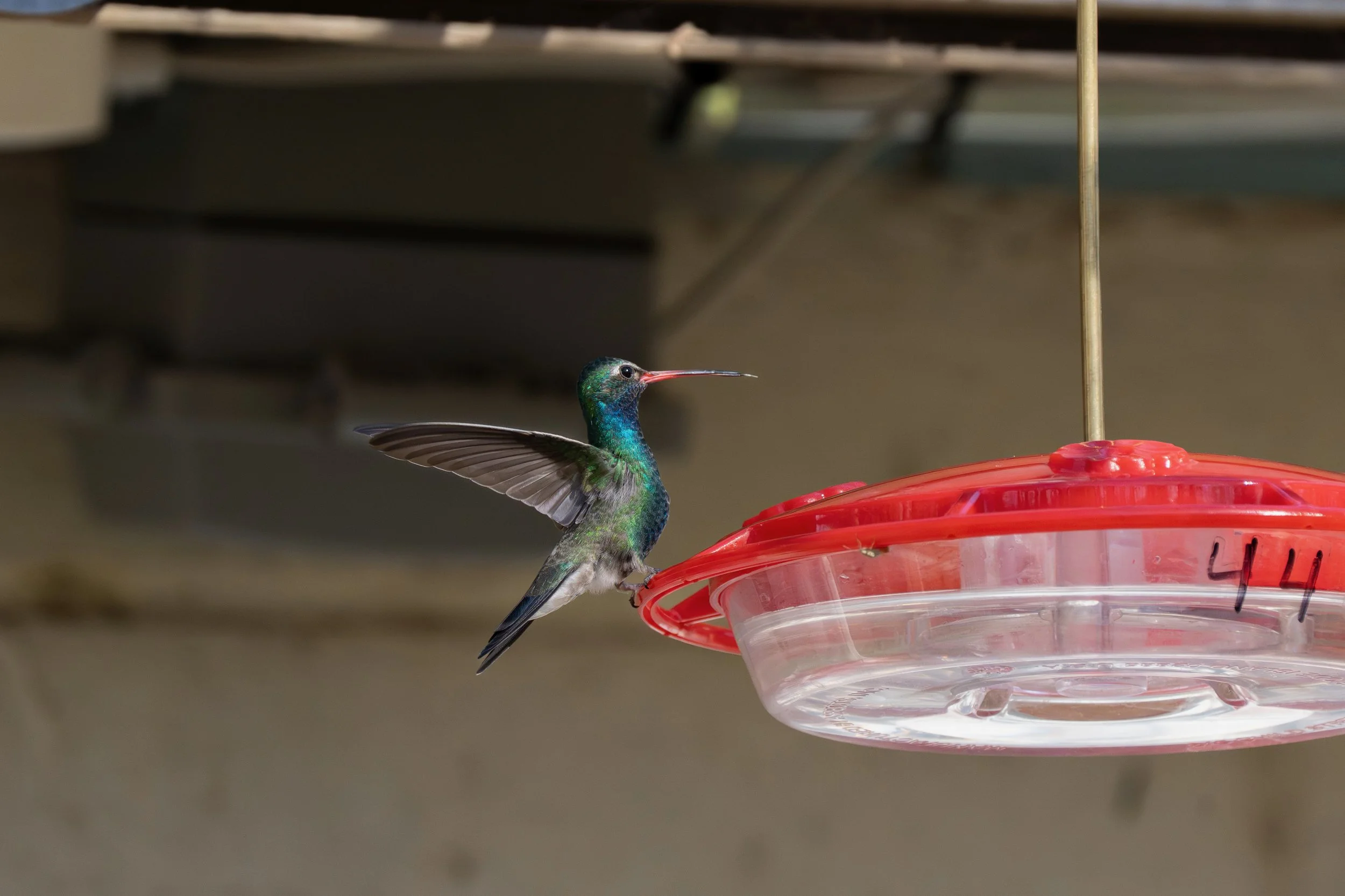A colorful hummingbird with iridescent green and blue feathers feeding from a red hummingbird feeder.