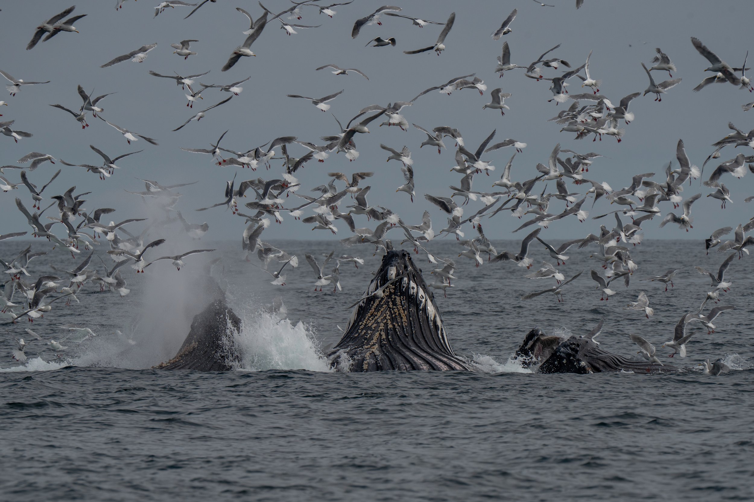 A whale breaches the water's surface, surrounded by a flock of seagulls flying above and around it in the ocean. Humpback whales bubble net feeding.