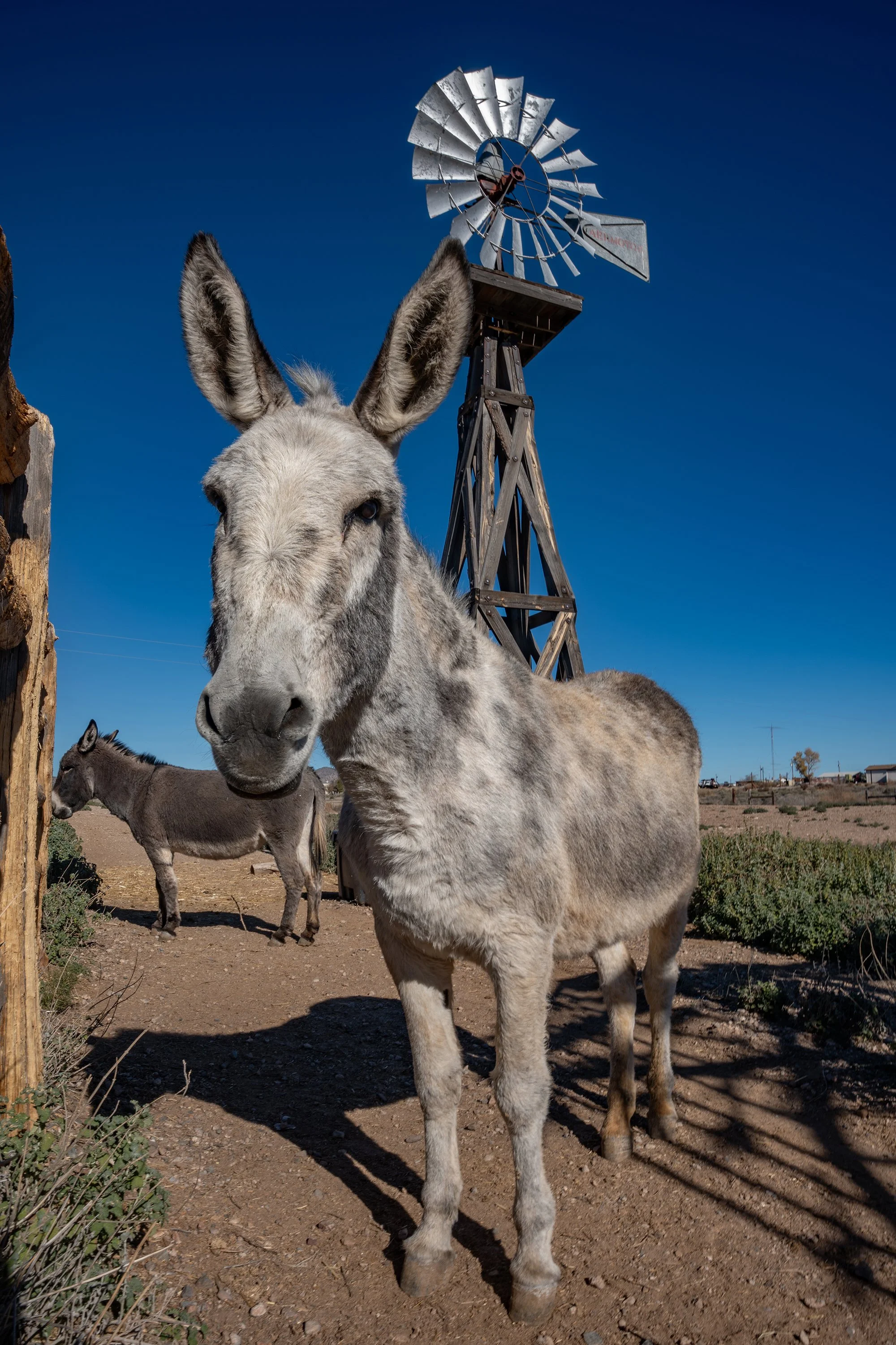 A young donkey standing outdoors with other donkeys nearby, with a windmill and clear blue sky in the background.