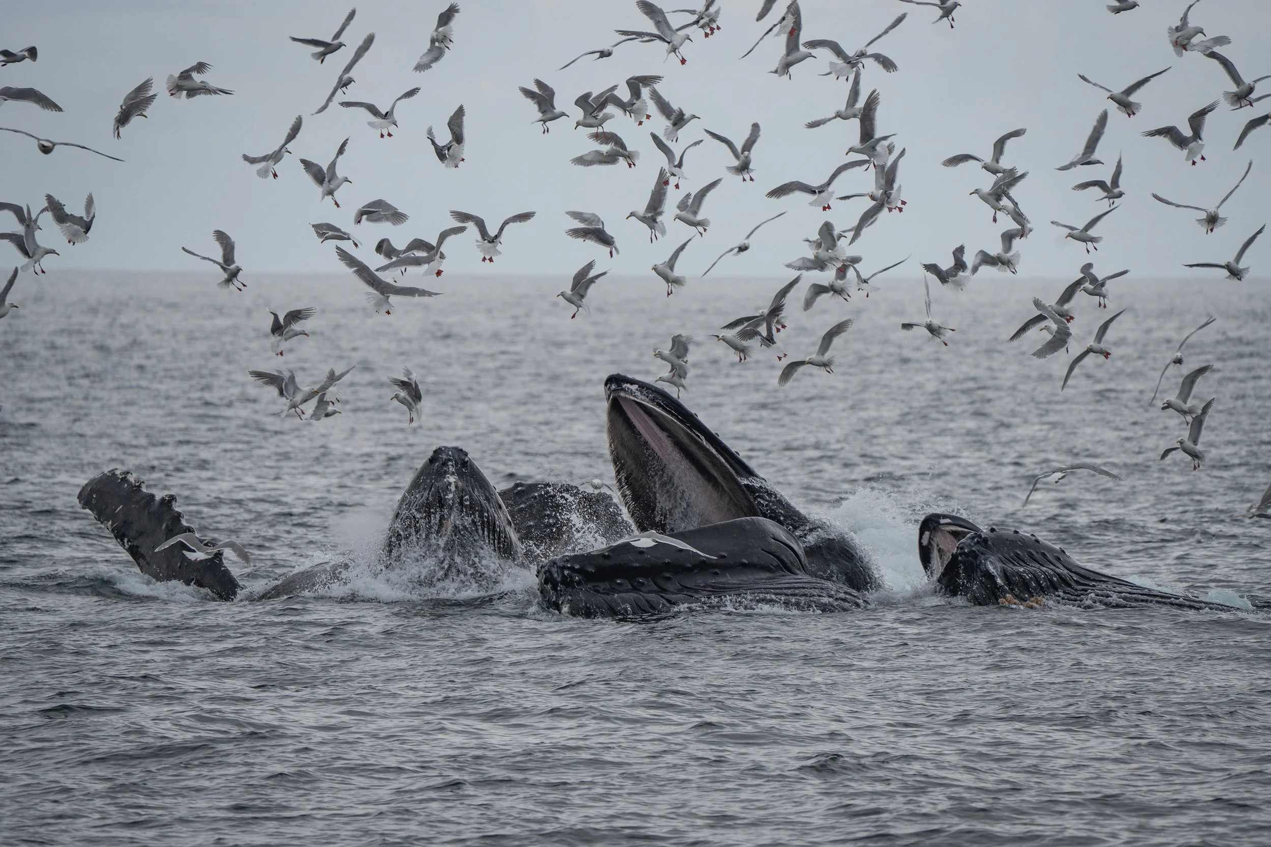 A large group of seagulls flying over the ocean near the water's surface, with whale fins breaking through the water. Humpback whales bubble net feeding.