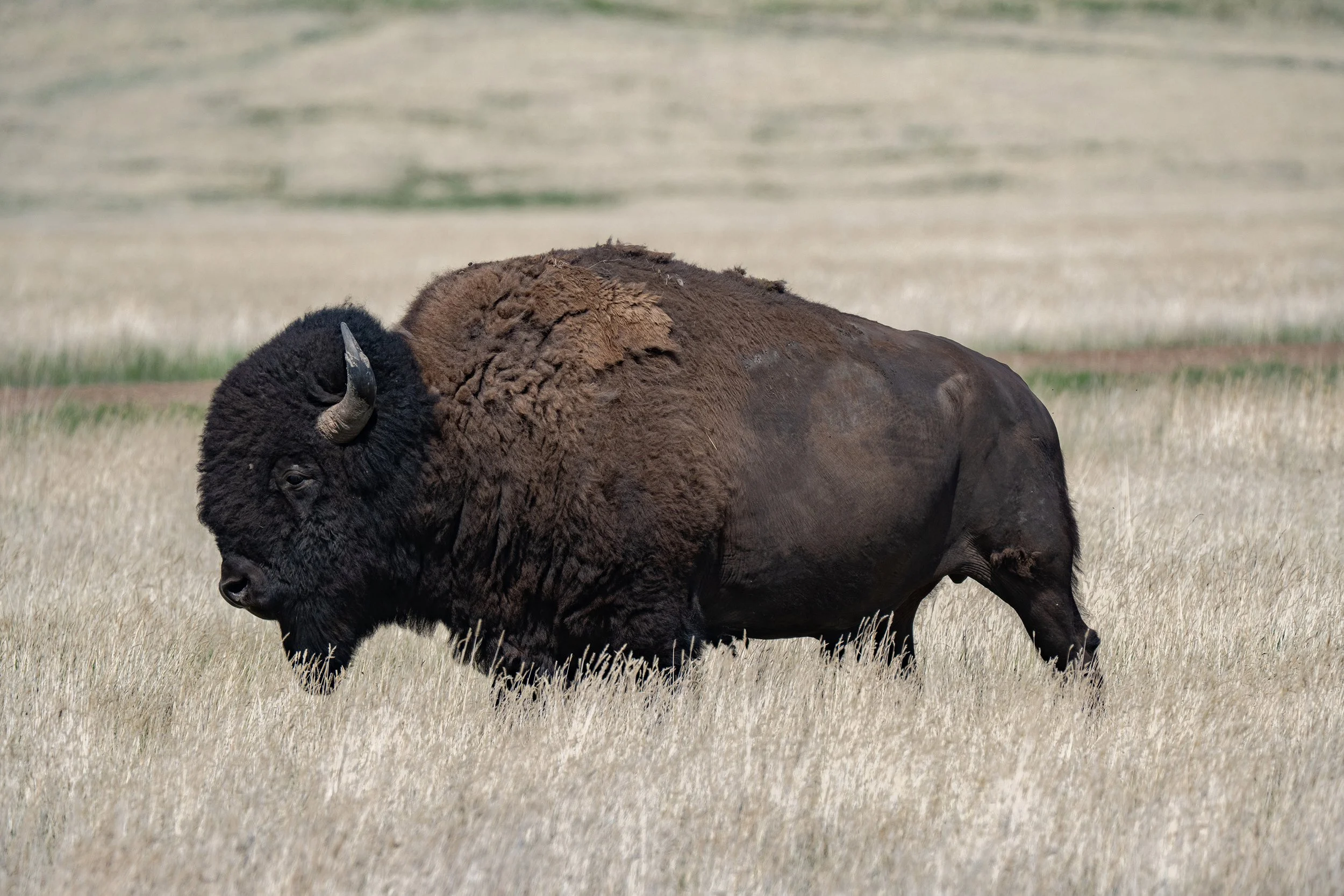 A bison grazing in a grassland with a blurred background.