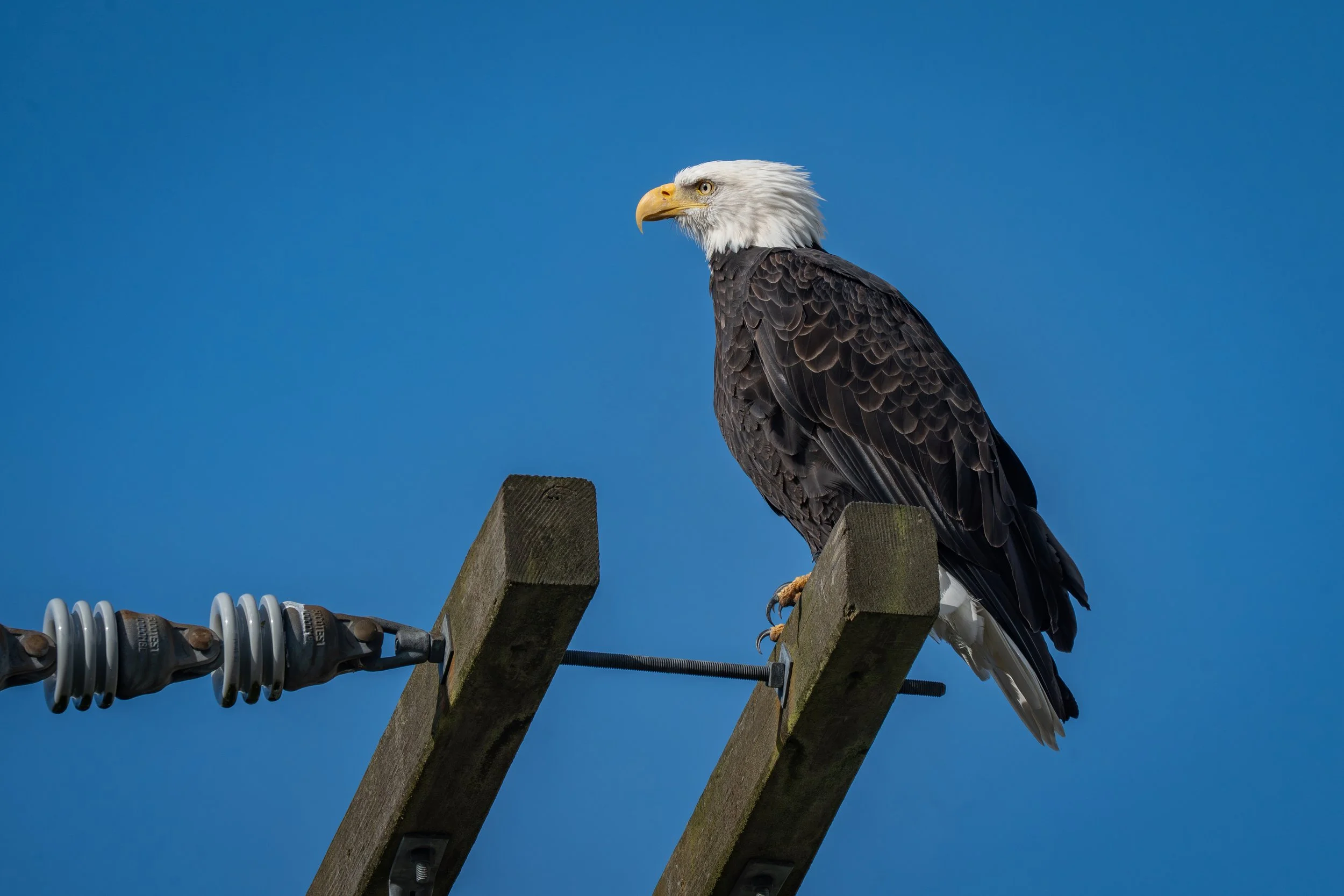 A bald eagle perched on a wooden utility pole near electrical insulators against a clear blue sky.