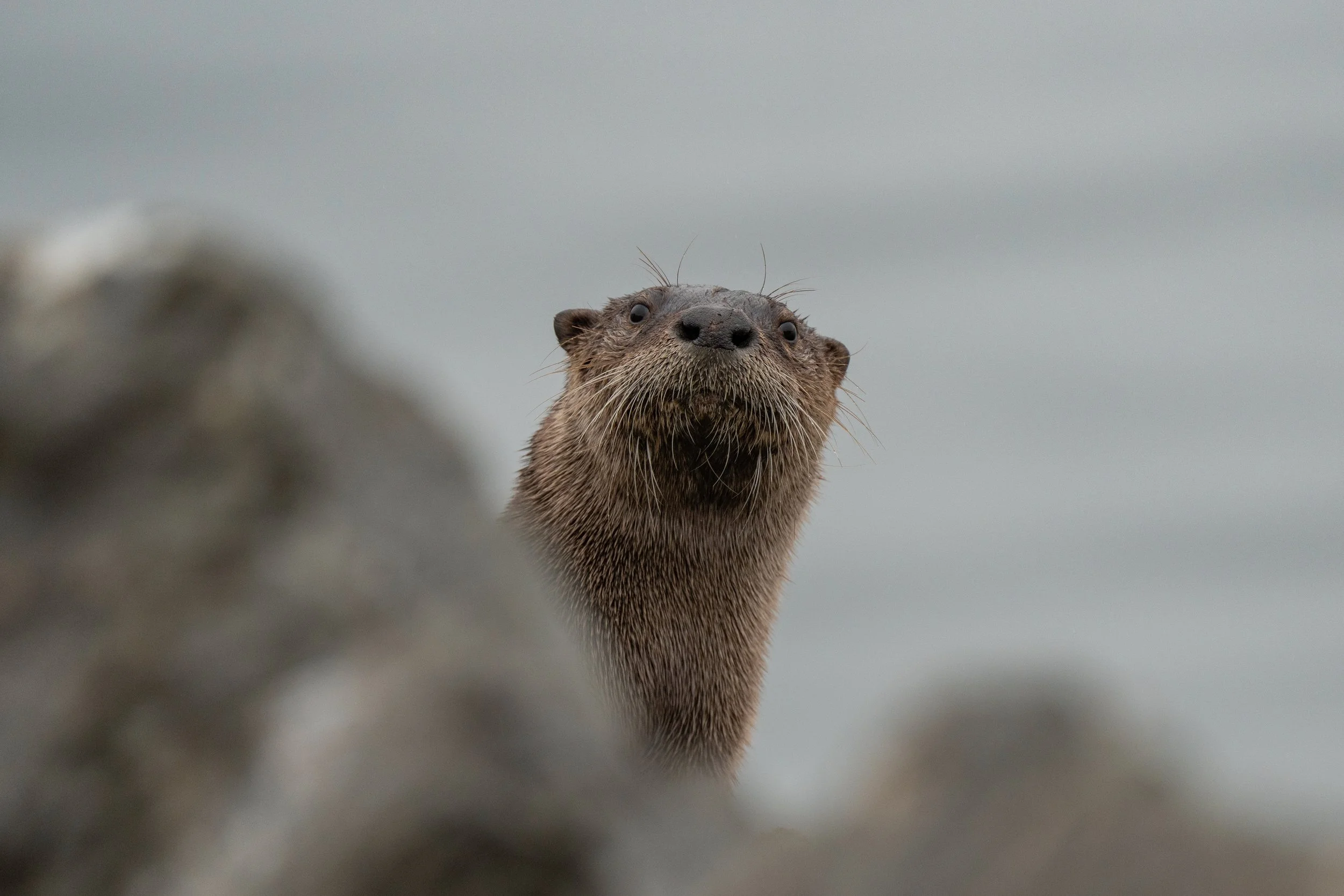 Close-up of a curious otter's face with wet fur, large dark eyes, nose, and whiskers, looking directly at the camera on a cloudy background.