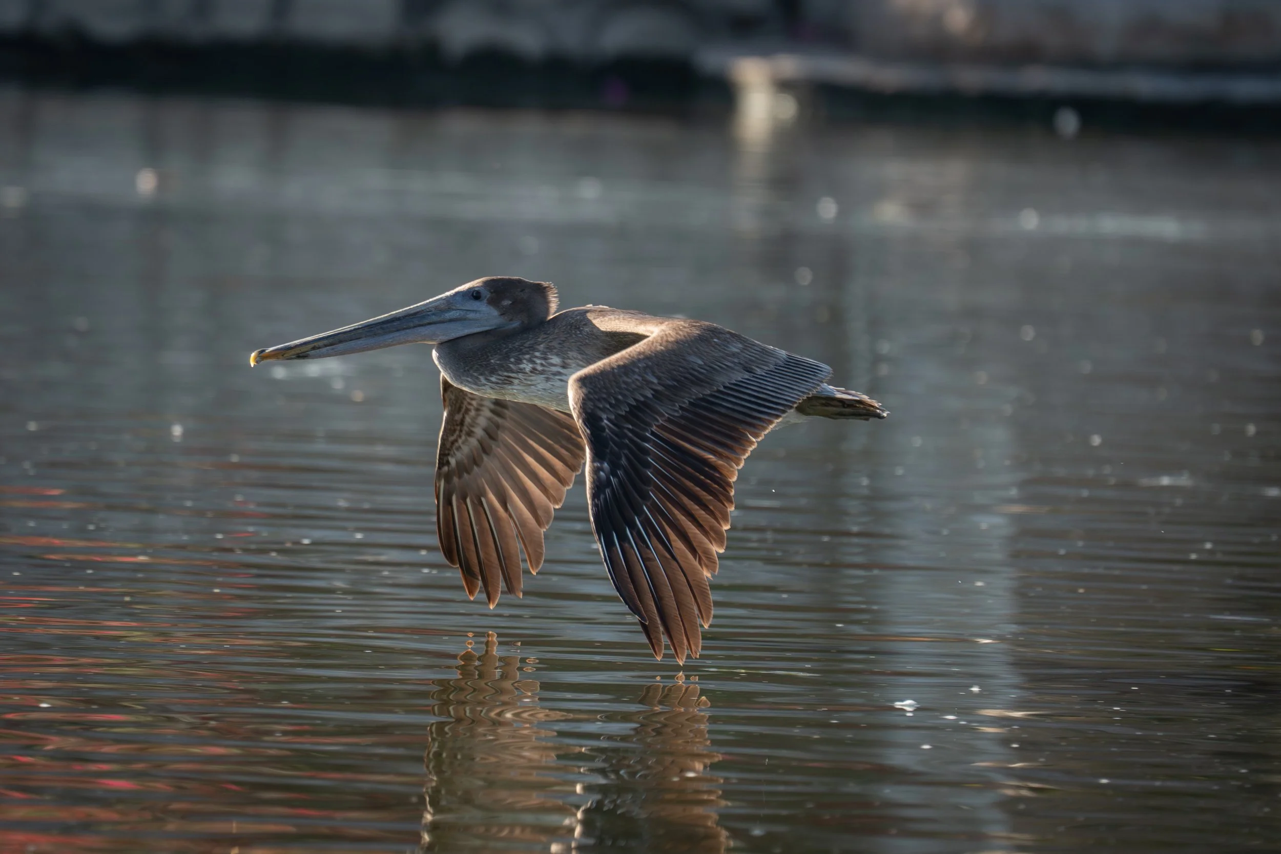 A brown pelican with its wings spread, flying low over calm water during sunset or sunrise, with reflections on the surface.