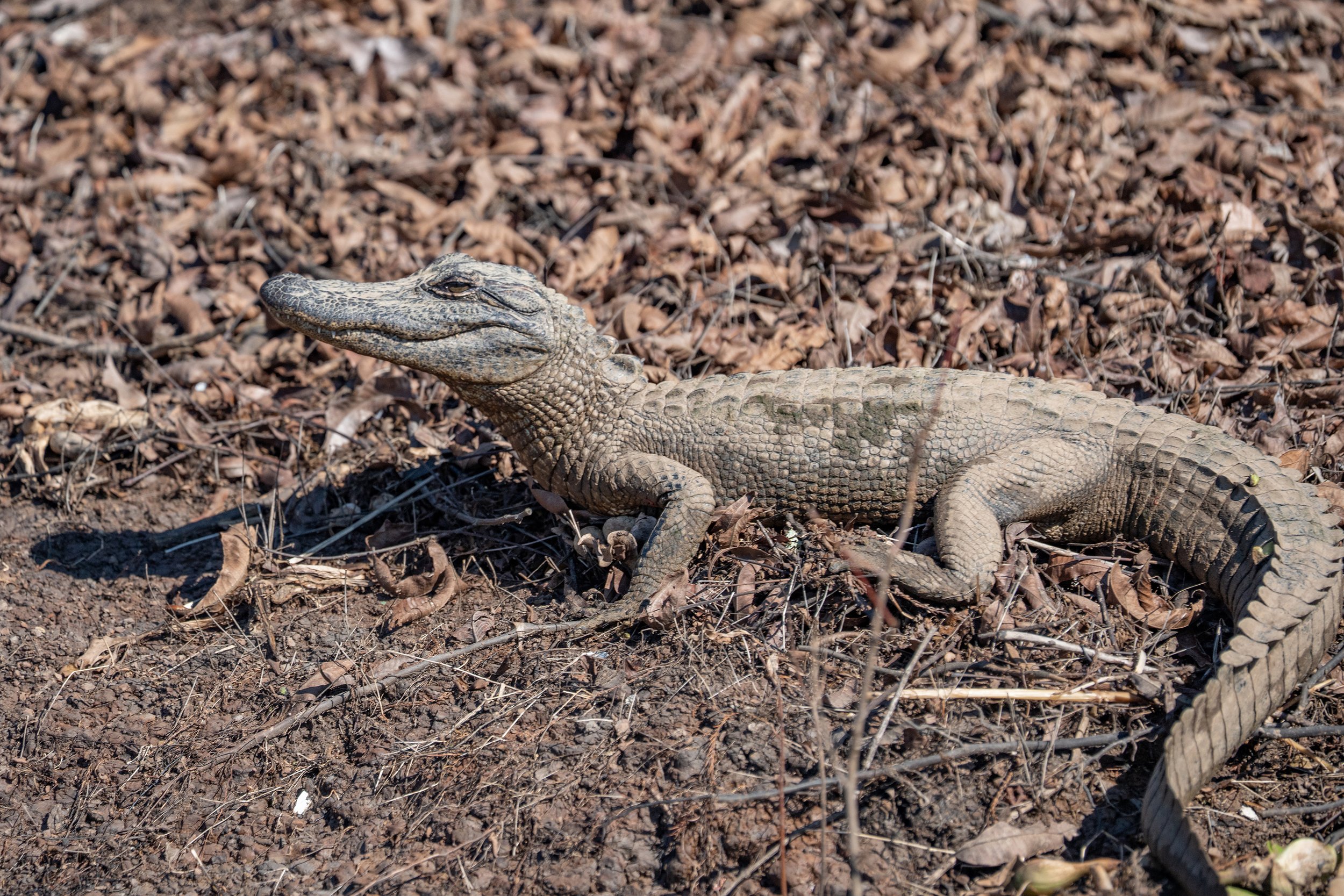 A young crocodile lying on the ground covered with dried leaves and twigs.