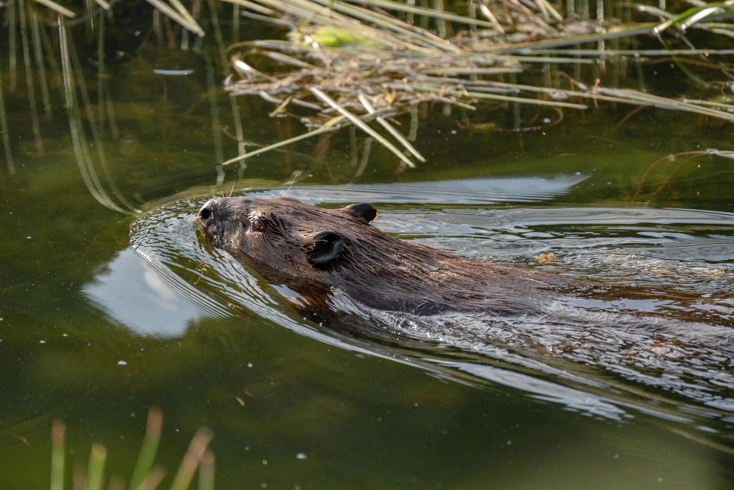 A beaver swimming in a pond, with its head and part of its back visible above the water, surrounded by aquatic plants and reeds.