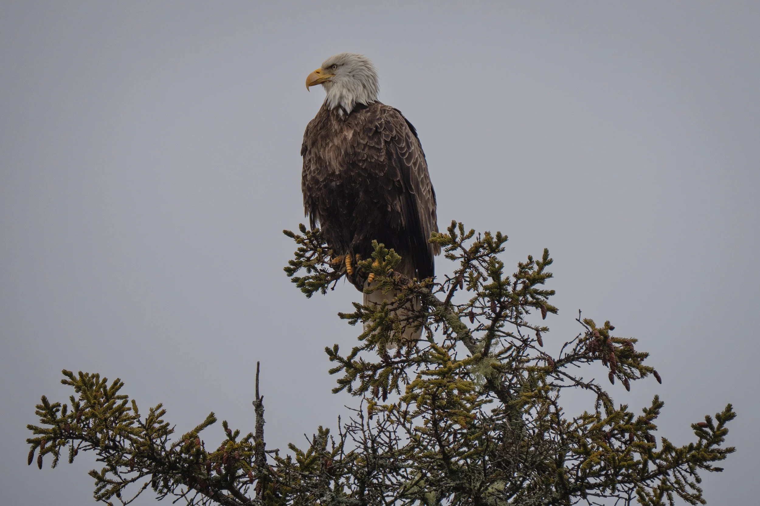 A bald eagle perched on a branch of a pine tree, looking to the left, with a plain gray sky in the background.