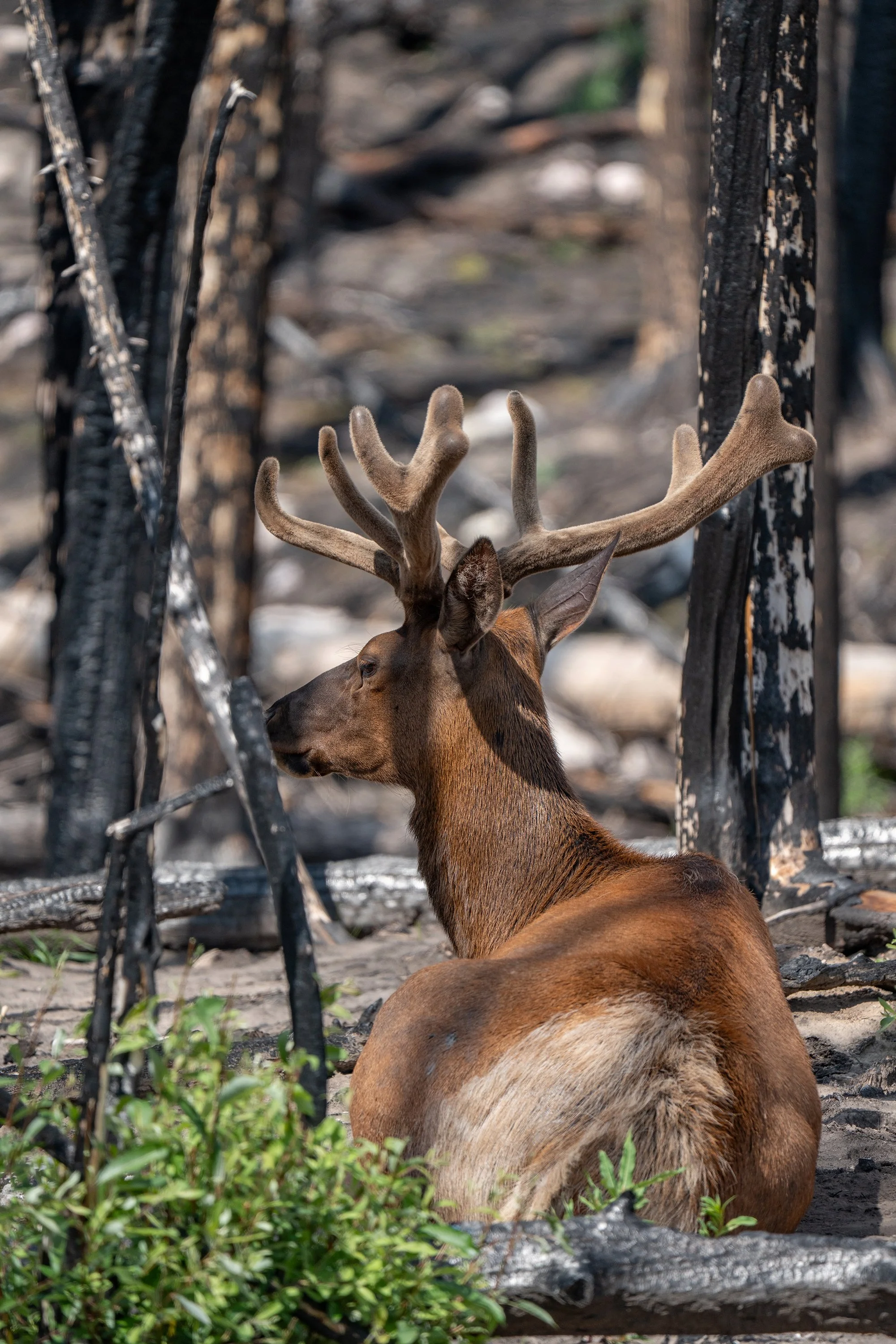 An elk with large, velvety antlers resting on burnt ground among blackened burnt trees.