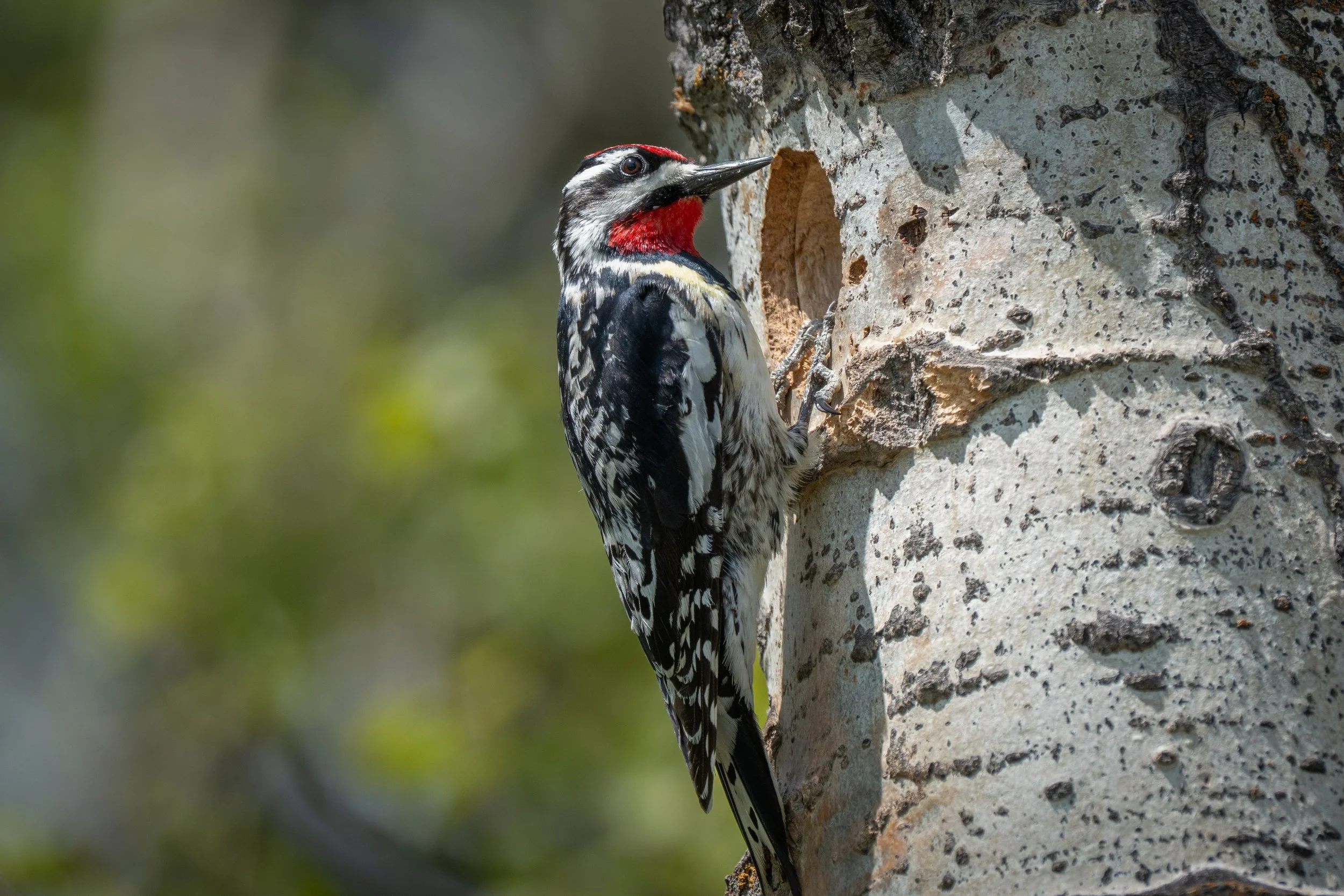 A woodpecker with black and white feathers and a red patch on its head, clinging to the side of a textured, light-colored tree trunk.