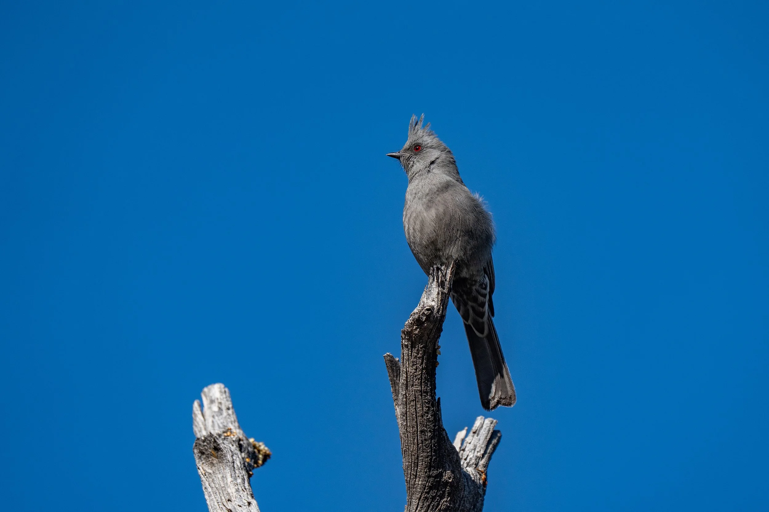 A bird with gray feathers and red eyes perched on a dead tree branch against a clear blue sky.