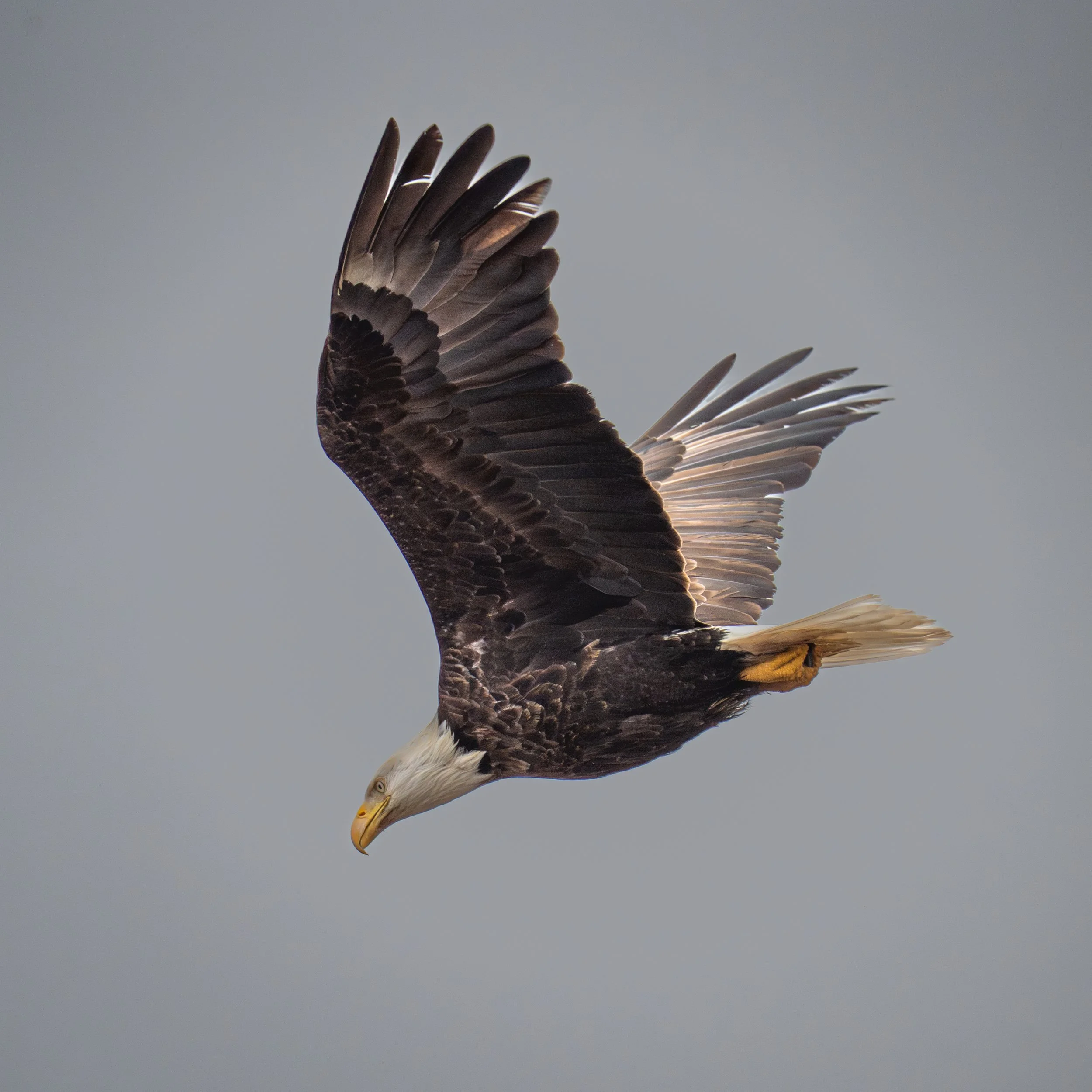 Close-up of an eagle in flight with its wings spread against a gray sky.