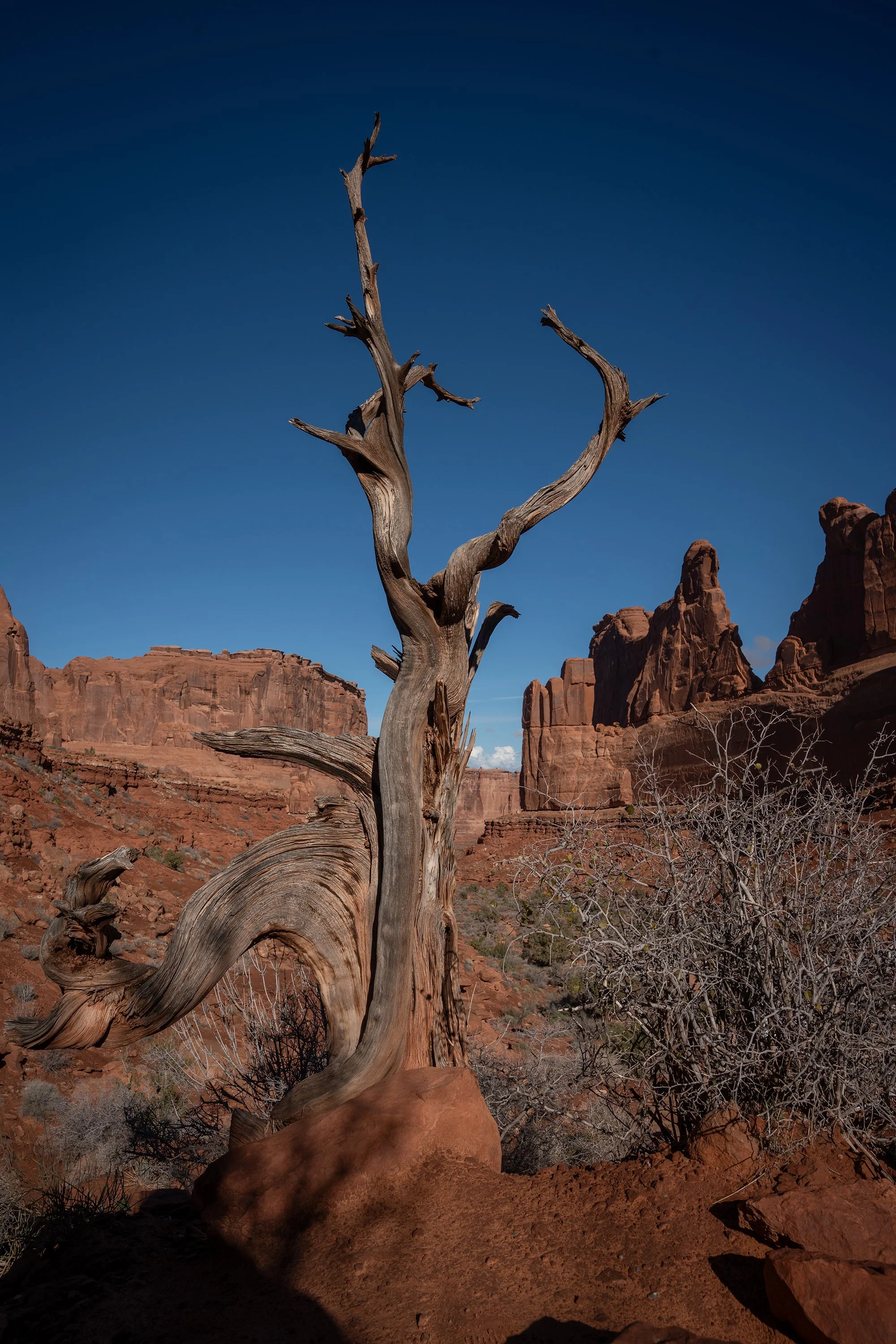 A weathered, twisted dead tree in a desert landscape with red rock formations in the background under a clear blue sky.