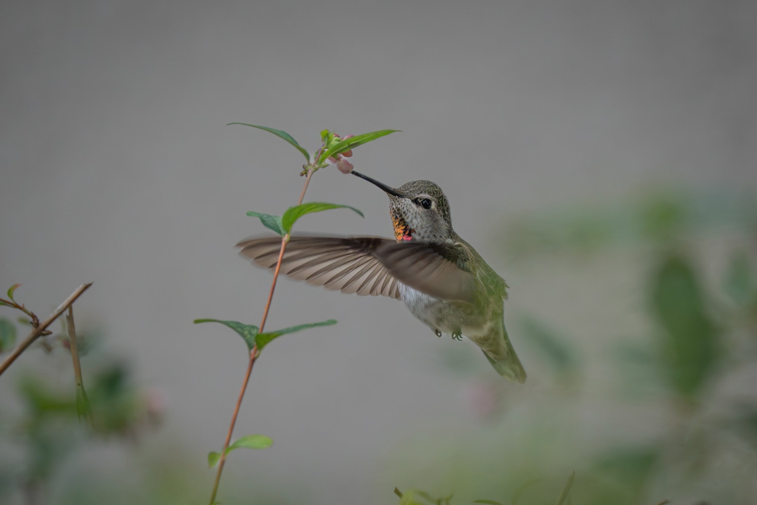 A hummingbird with iridescent feathers hovering next to a small pink flower on a green plant, against a blurry gray background.