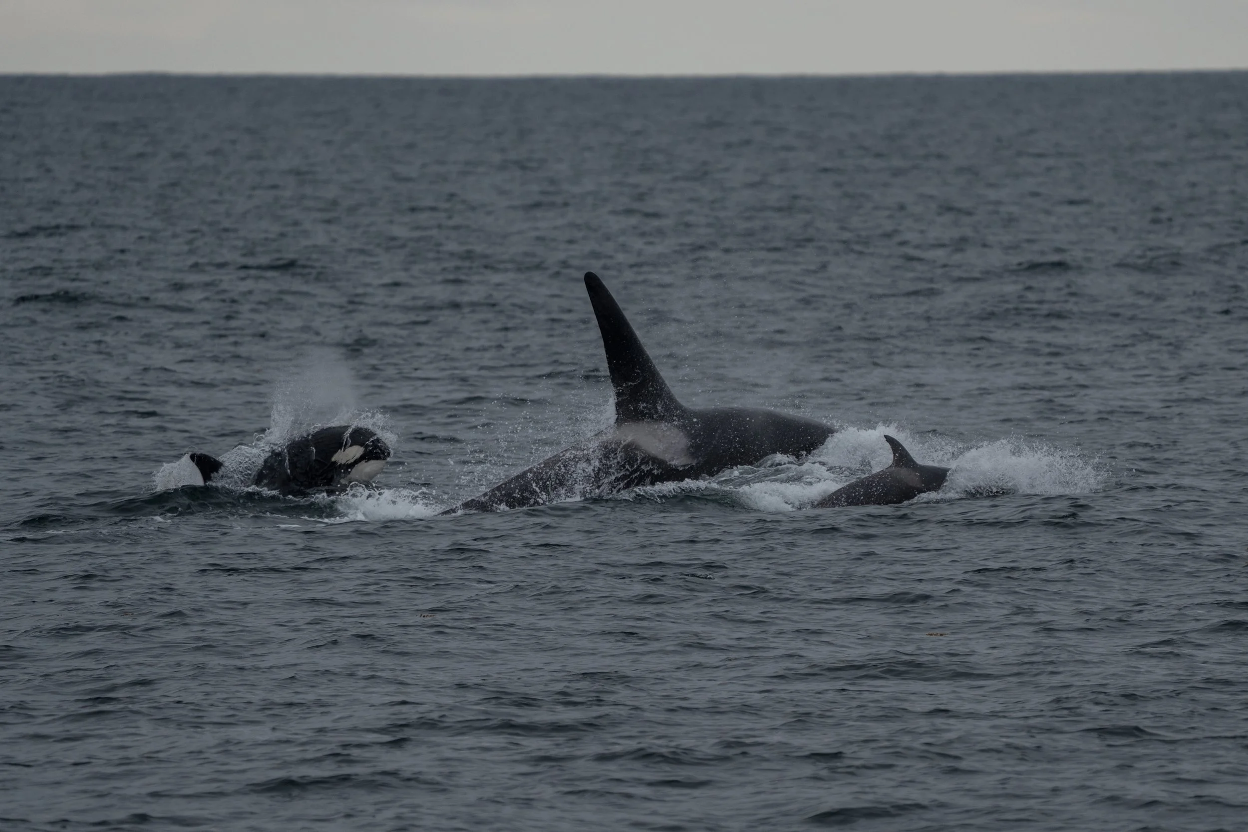 Orca whale breaching the ocean surface, with part of its tail and dorsal fin visible.