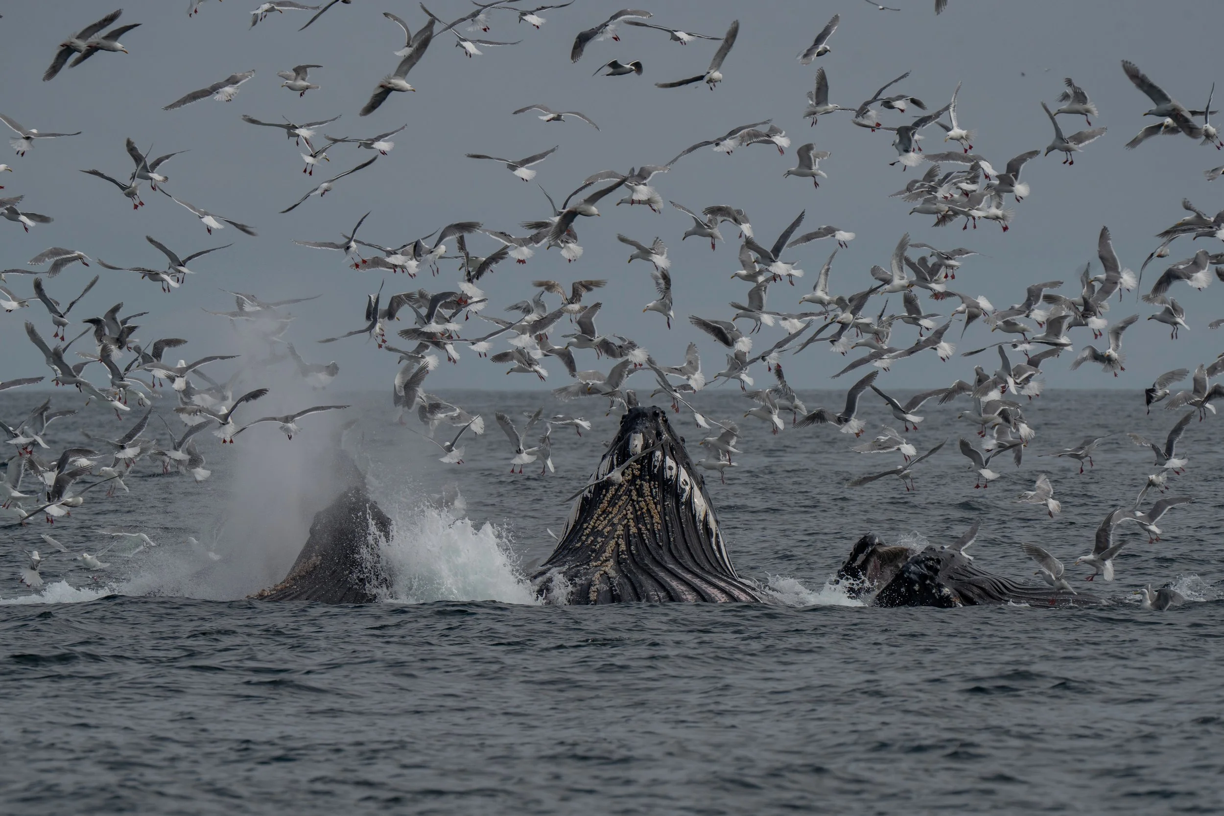 A whale breaches the ocean surface surrounded by a large flock of seagulls in flight. Seward Alaska.