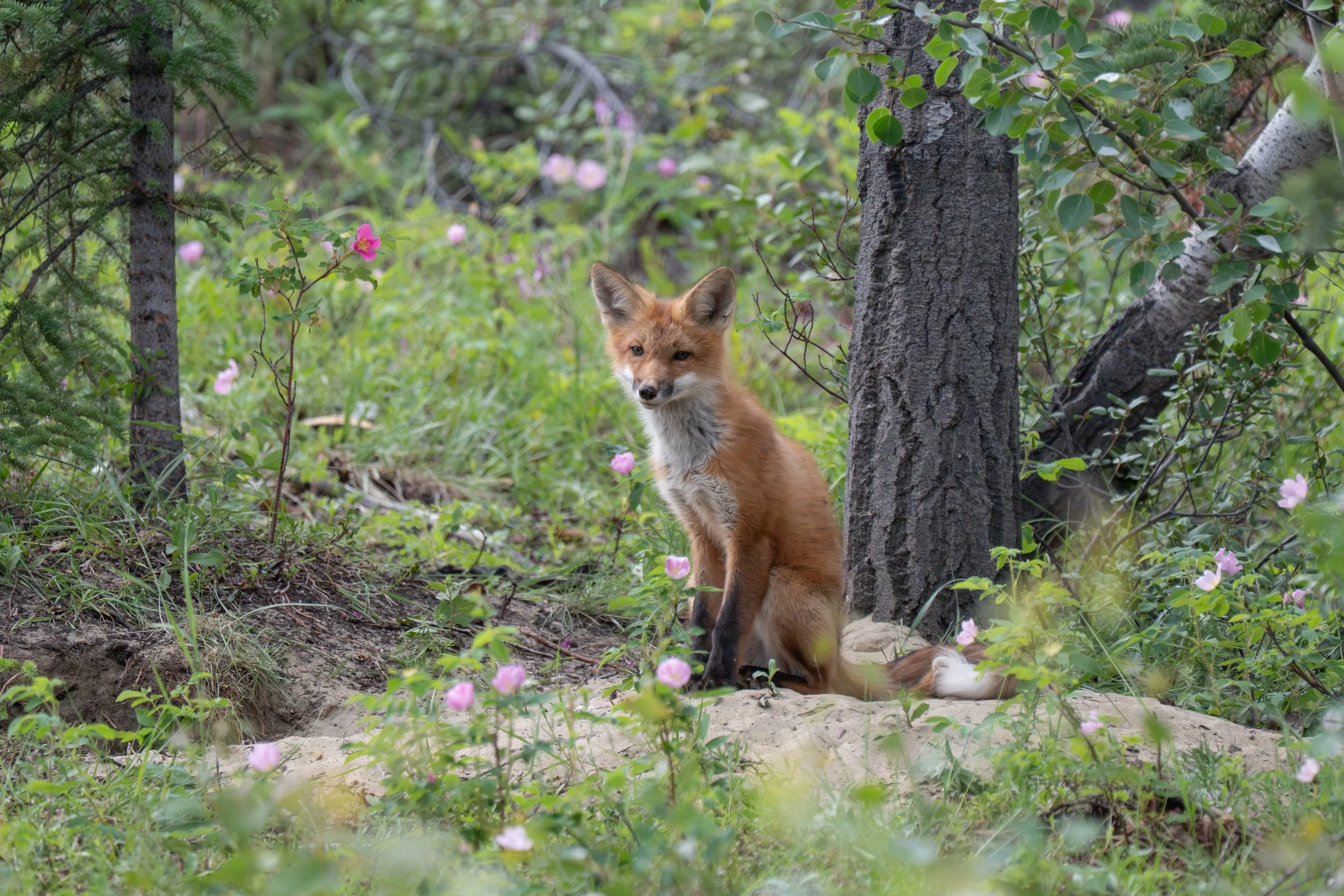 A young fox standing among pink flowers and greenery in a forested area.