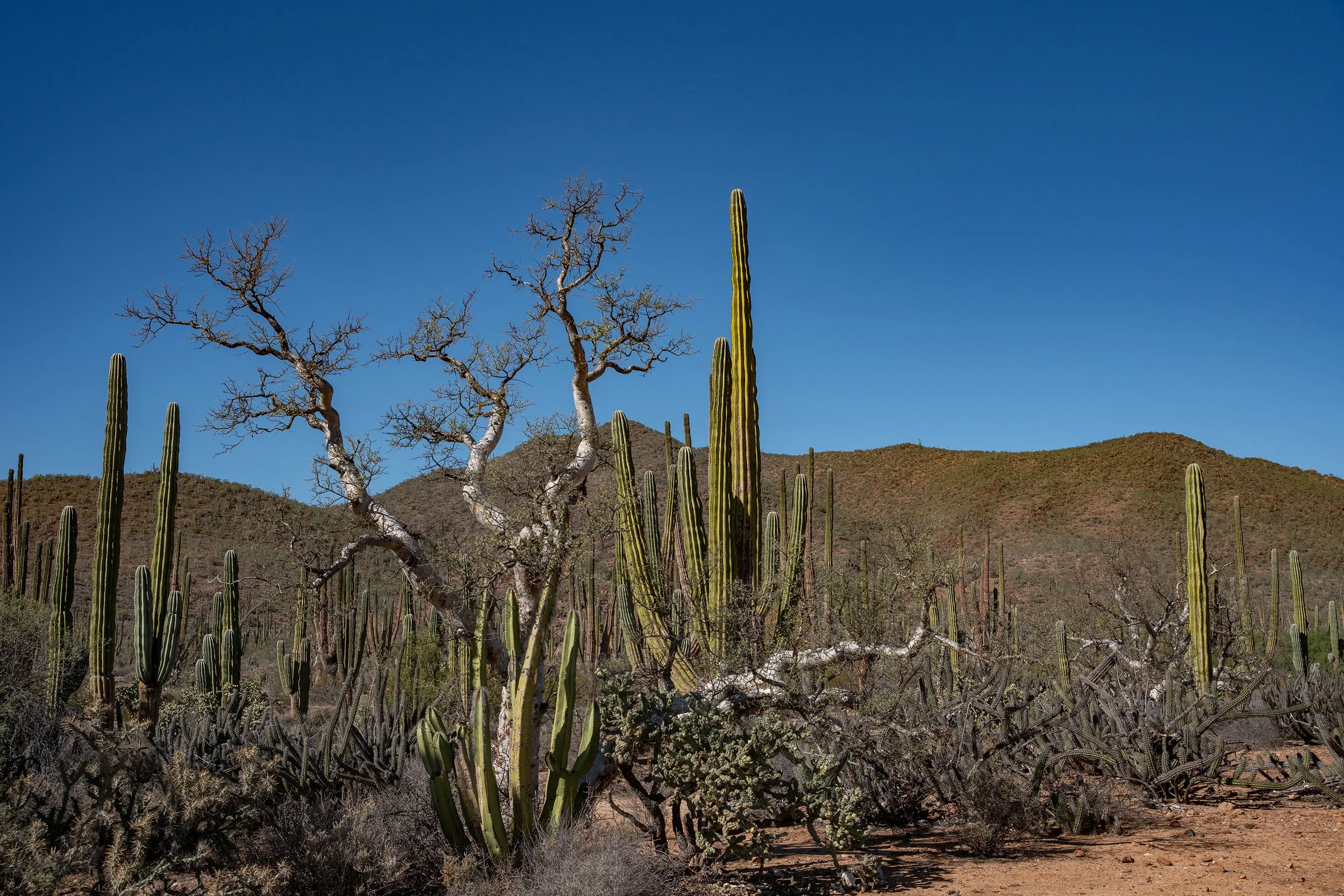 Desert landscape with tall cacti and leafless trees under a clear blue sky.
