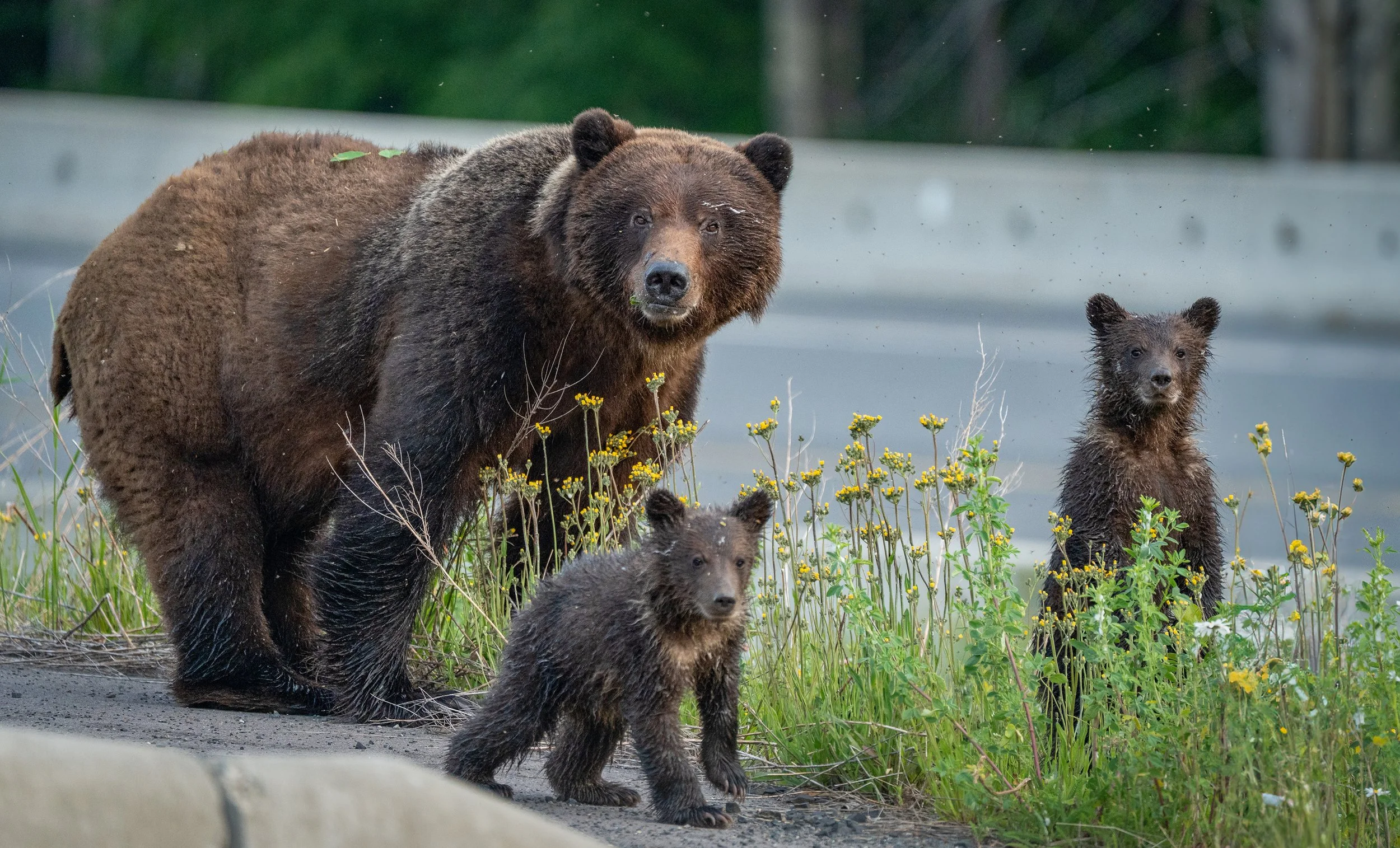 A large grizzly bear with cubs in a natural setting with green plants, yellow flowers, and a blurred background. Cassiar Highway, Canada.