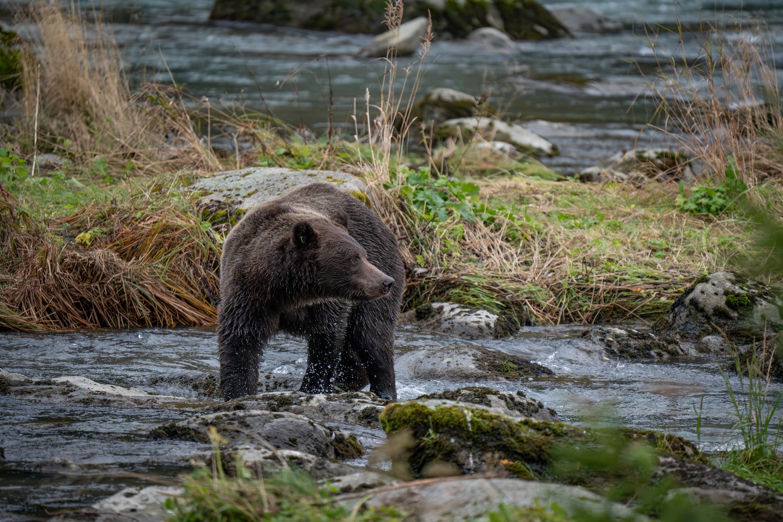 A brown bear standing in a stream with water splashing around its legs, surrounded by rocks, green plants, and tall grass near a riverbank. Haines Alaska.