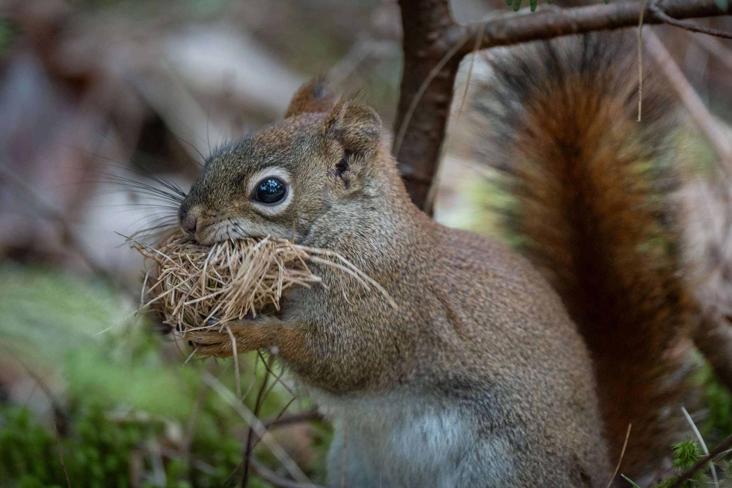 A squirrel lying on the ground, holding and nibbling a piece of food, surrounded by dirt, grass, and twigs.