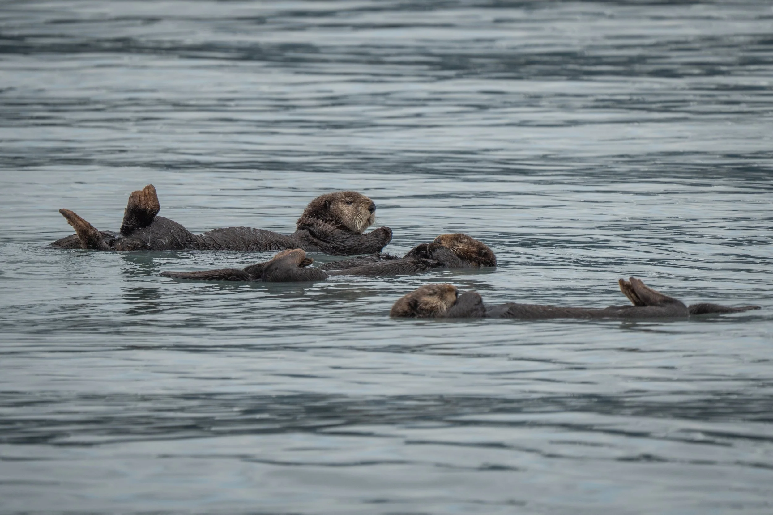 Several otters floating on their backs in a body of water, with one otter appearing to hold a small object or another otter.