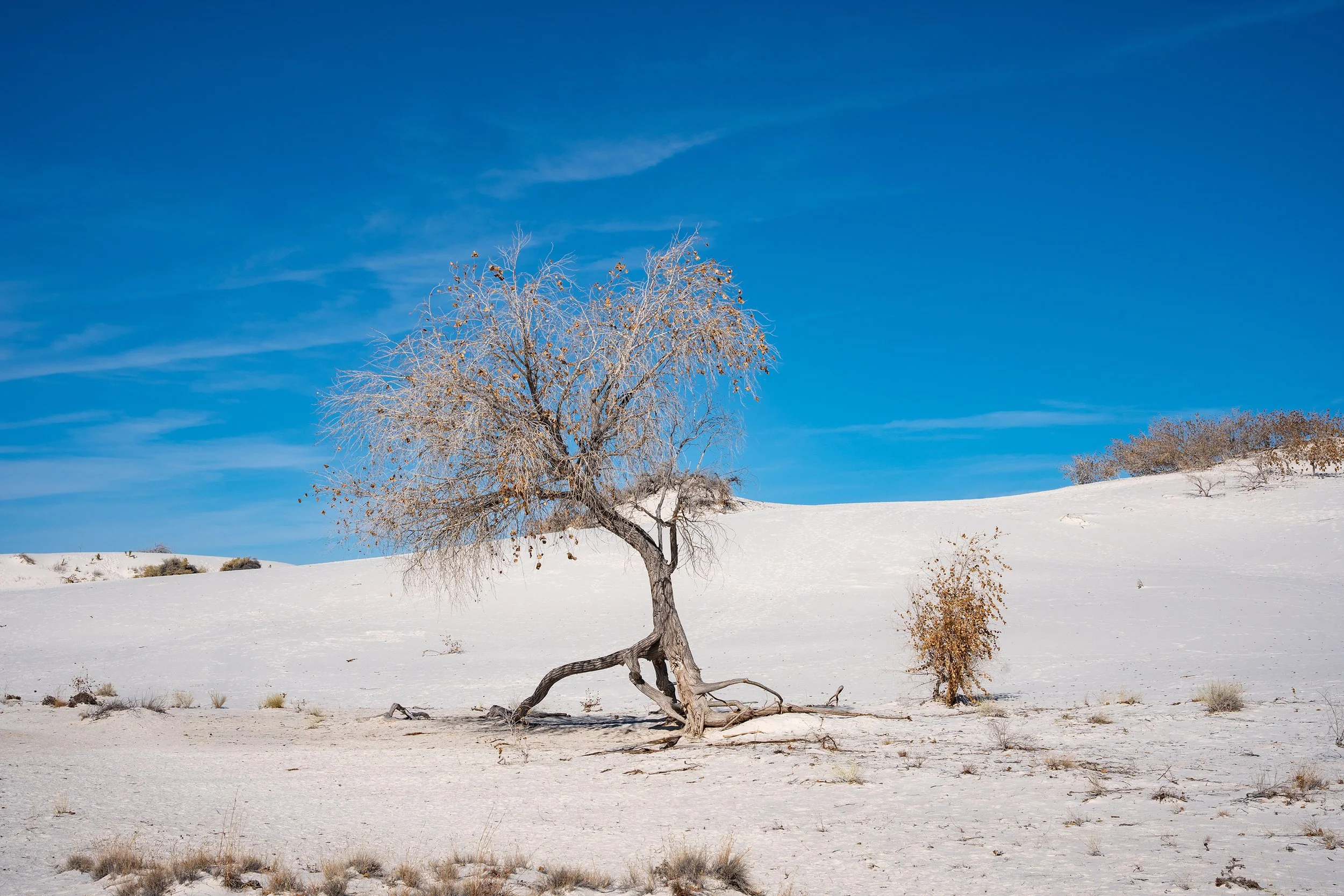 A single leafless tree with a few remaining brown leaves stands on snow-covered ground under a bright blue sky with thin white clouds.