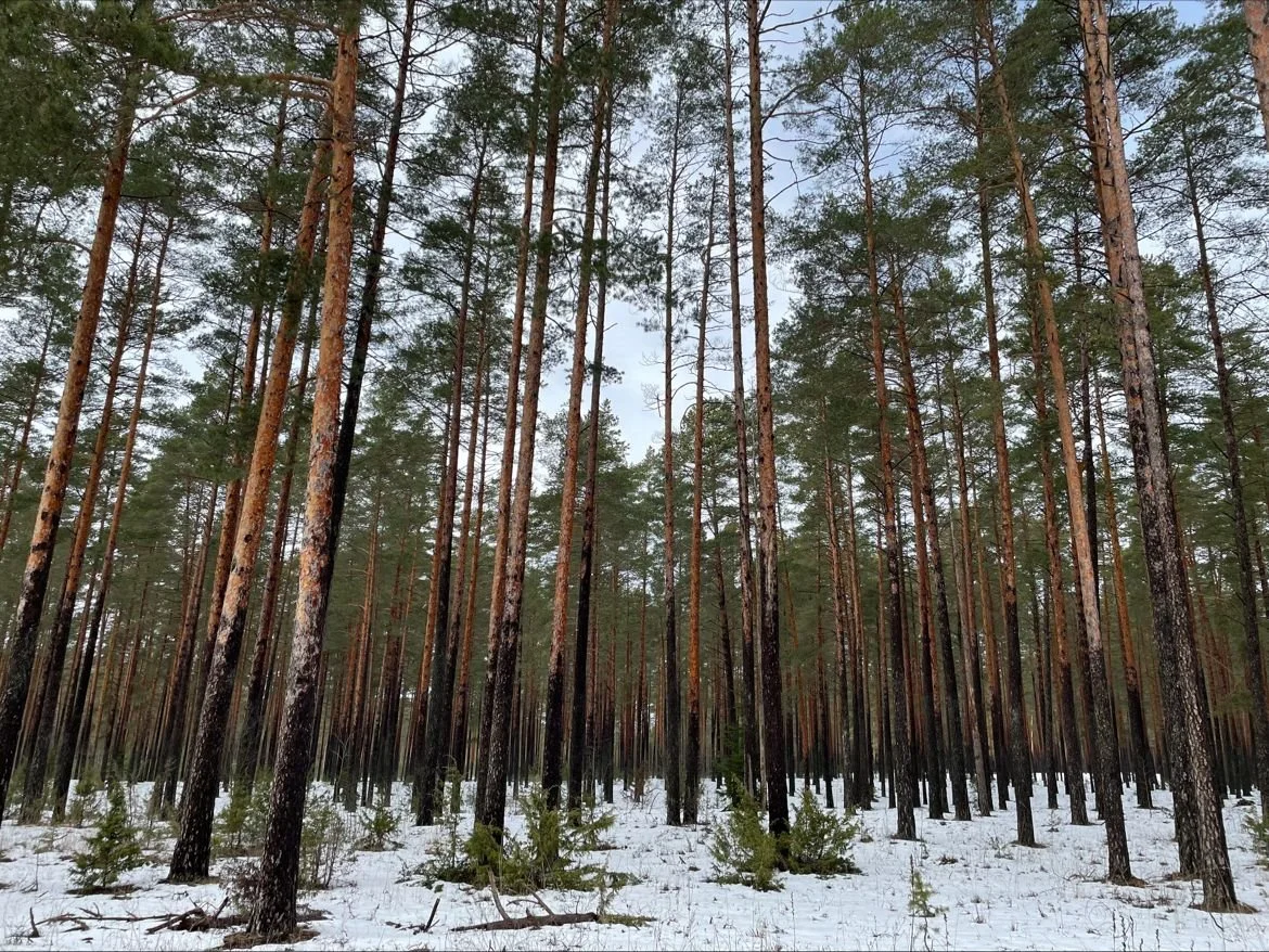 3D forest scanning solution for tree measurement, forest health, and digital twin analysis