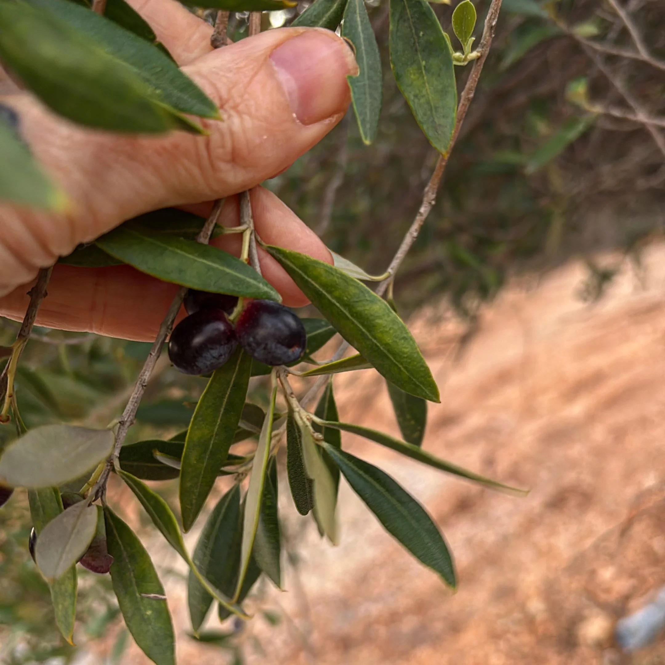 I own around 50 olive trees on my land. Some green, some black. It&rsquo;s a nerdy little thing that brings me such immense joy. I can&rsquo;t wait to make my own oil. 🫒