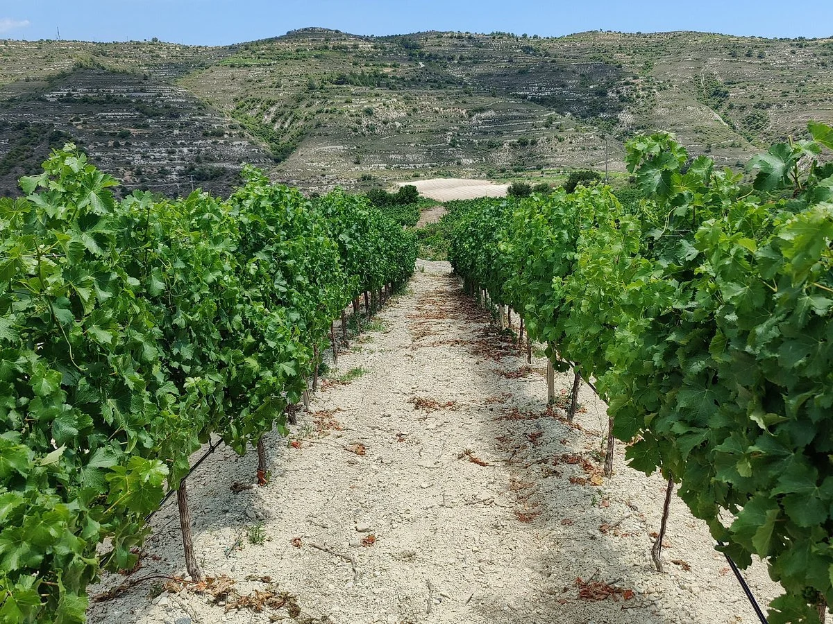explore-vineyards-in.jpg