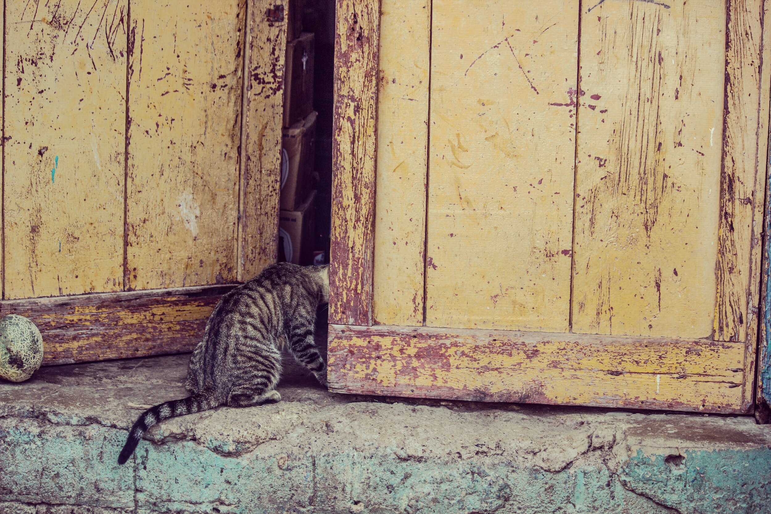 Be Kind To The Cat
