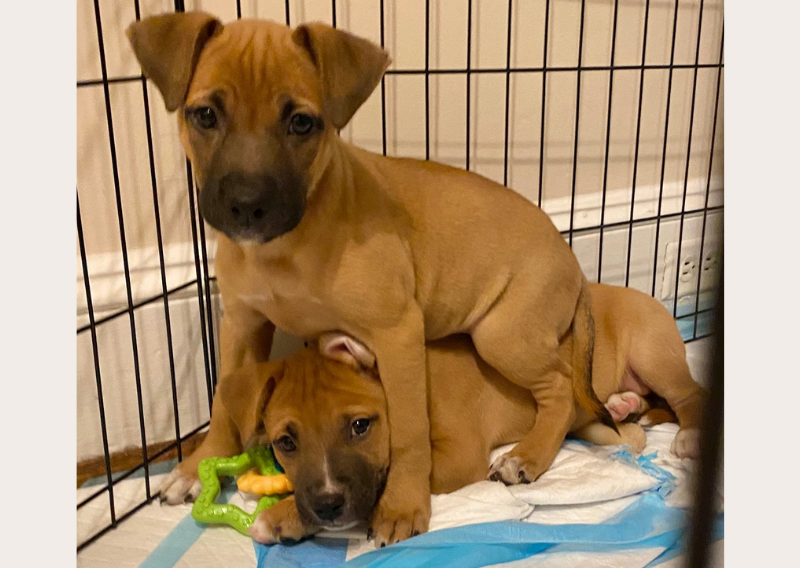 New Foster Puppies!