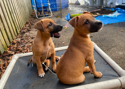 Momo and Gyoza Settling In!