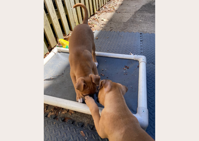 Momo and Gyoza Puppy Schedule, ~11 weeks