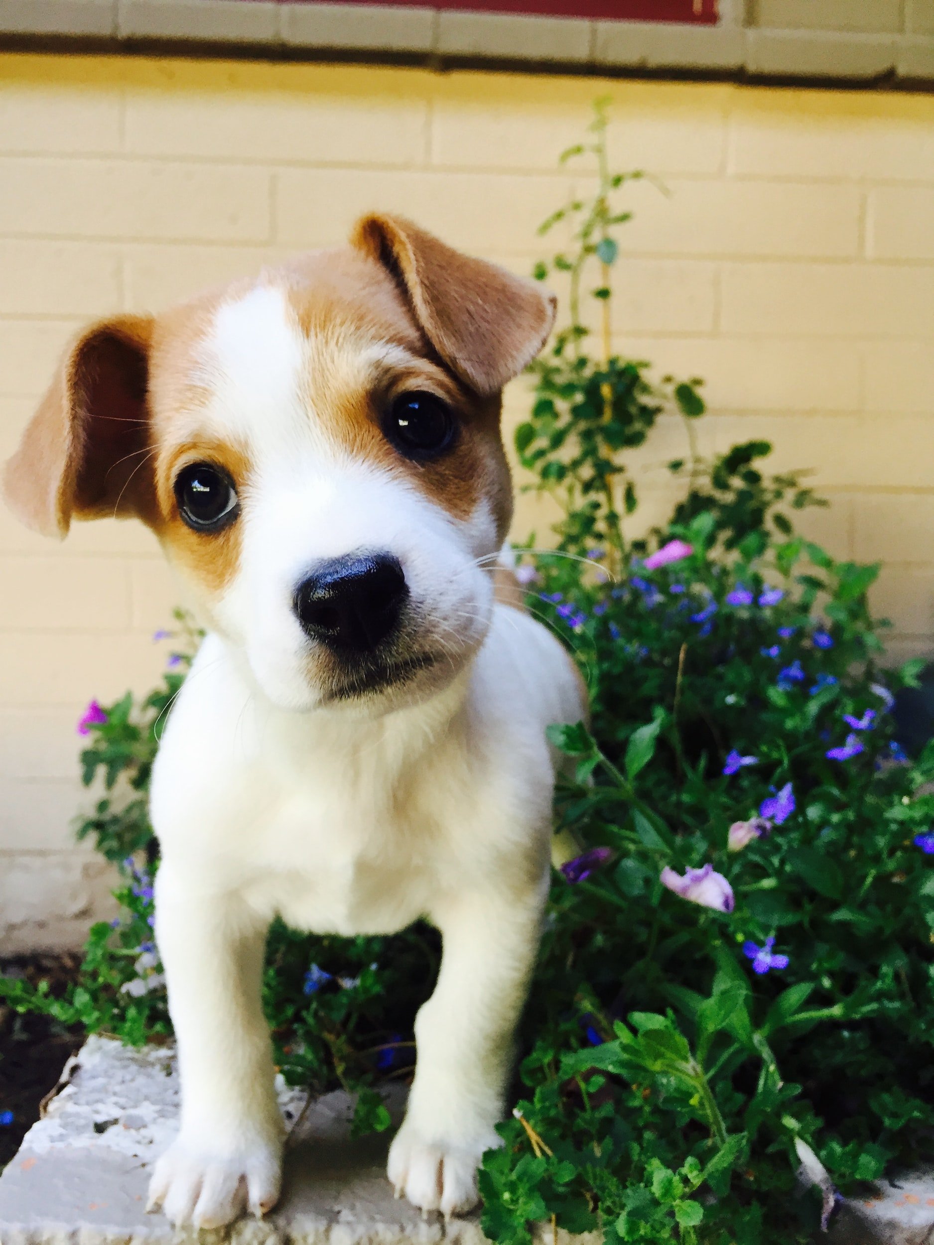 Puppy Socialization 101: From Unsure to Unstoppable!