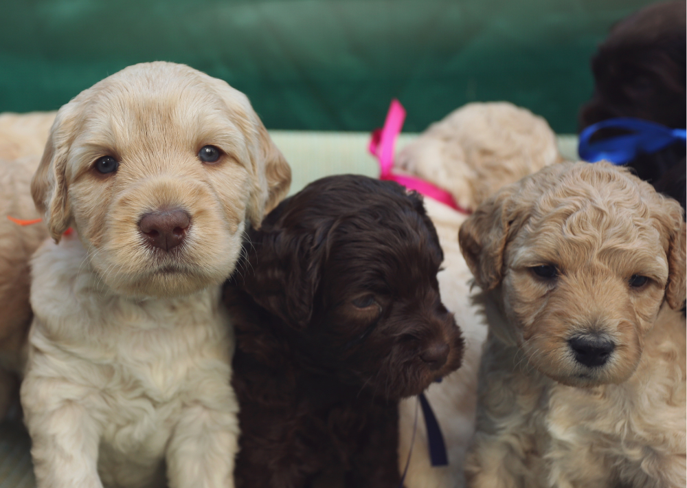 Puppy Love: How to Choose the Right Breeder