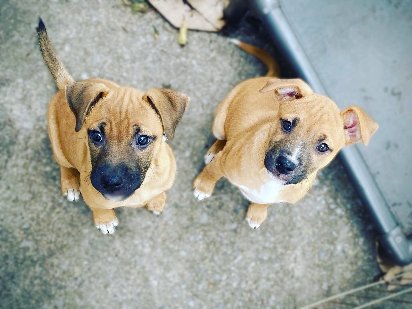 These are the two adorable faces 🐶🐶 watching my every move these past couple of weeks. I think I taught them both to sit just so I could take clearer pictures of their cuteness 😁❤️❤️

#puppydogeyes #citydogsrescue #citydogs #citypuppy #dcadoptable