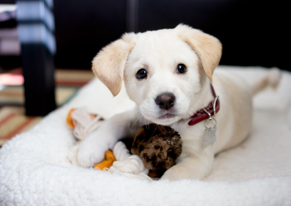 A cute puppy lying on a bed, holding a small stuffed animal in its mouth.