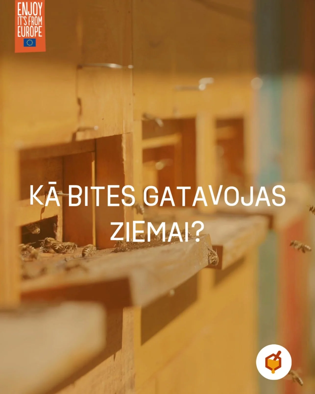 Ko ap šo laiku dara bites? 
Viss jau teju noziedējis un dienas kļūst arvien īsākas, tad noteikti rodas jautājums – vai bites dodas ziemas guļā? Vai tās stropā sēž katra savā "istabā"? Viens no svarīgākajiem saimes izdzīvo&scaro