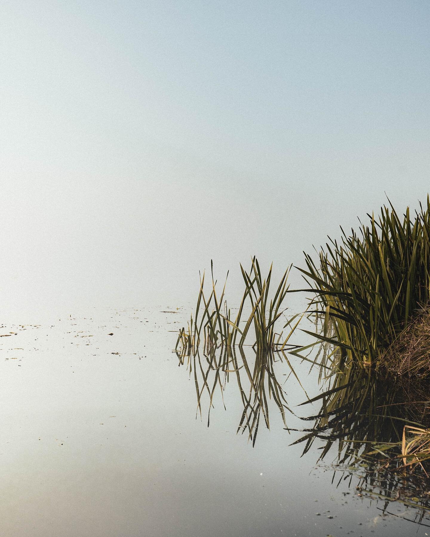 The minimalist life of reeds&hellip;🤔

#minimalist #naturephotography #folkscenery #landscape_perfection #mustgetoutdoors #silence #fog #photooftheday #ourplanetdaily #exploremore #wondermore #globeshotz #wanderlust #picoftheday #igholland #frysl&ac