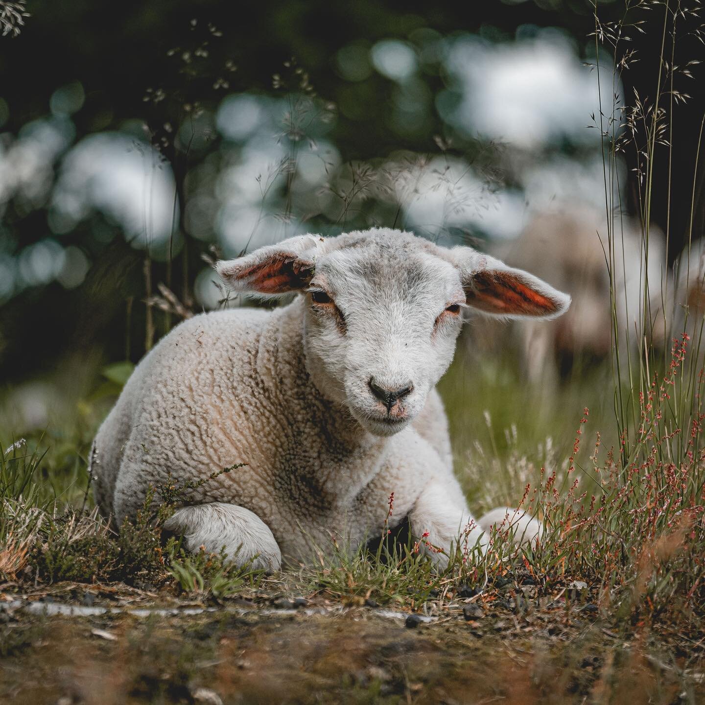 Wazzup&hellip;✌️

#naturephotography #animallovers #sheeple #drenthe #exploremore #sheeplife #hikingculture #mustgetoutdoors #pieterpad #animal_captures #sheepofinstagram #animalportrait #farmlifebestlife