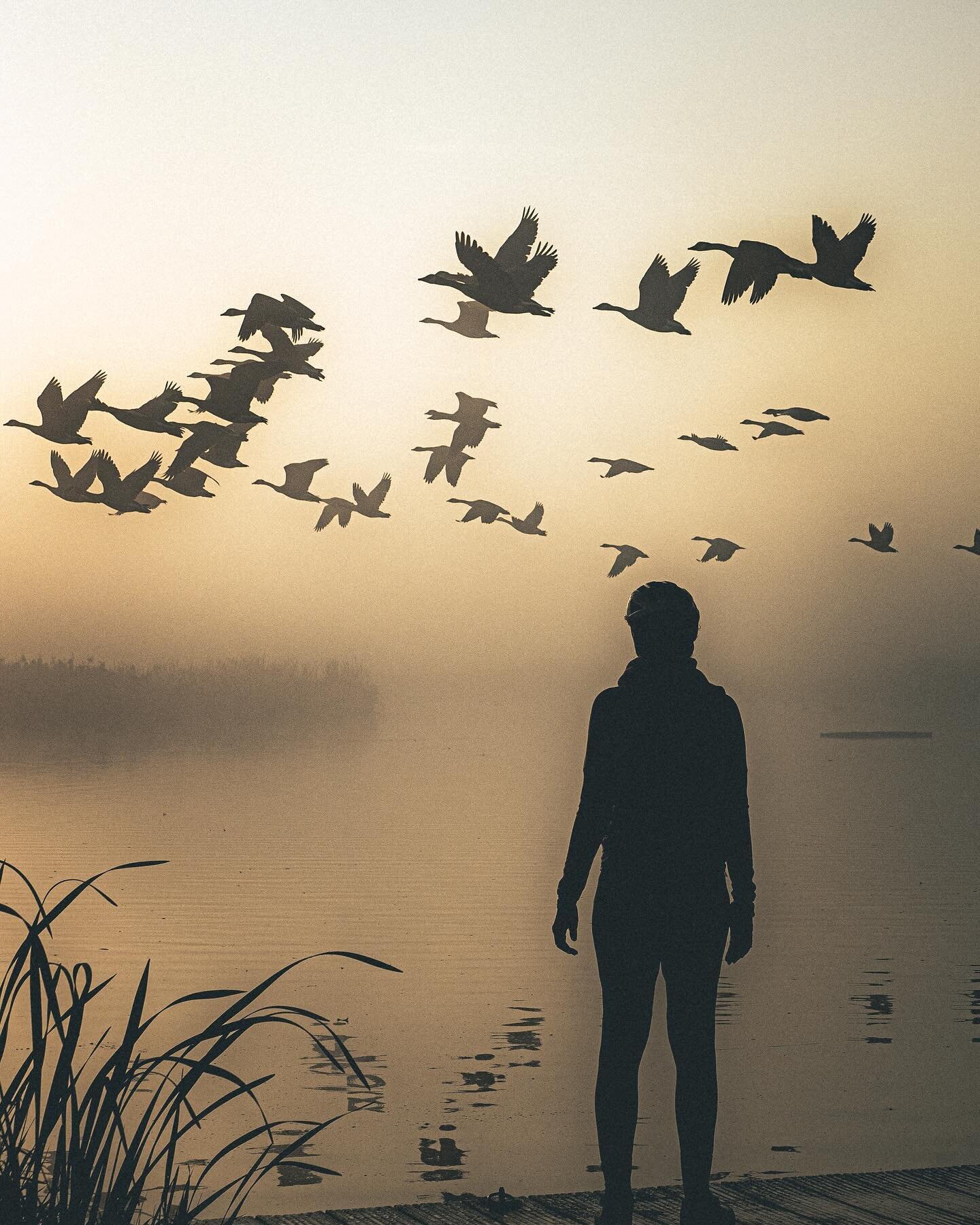 Good morning geese, enjoy your day

#geese #goldenhour #goodmorning #naturephotography #fantastic_earth #mustgetoutdoors #landscape_captures #picoftheday #igholland #frysl&acirc;n #ourplanetdaily #exploremore #landscapephotography