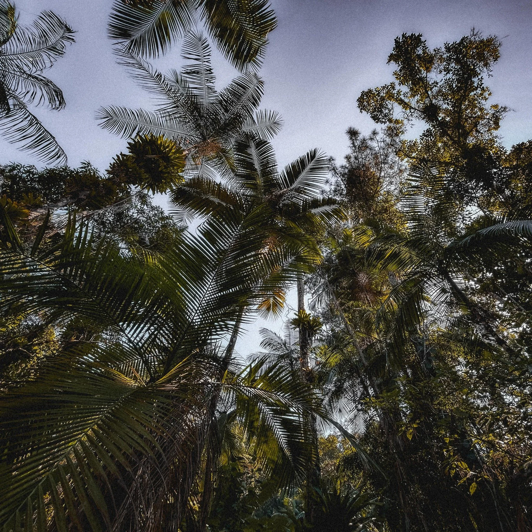 Morning walk, just getting started for the day&hellip;👌🏻

#brazil #junglewalk #exploremore #hikingadventures