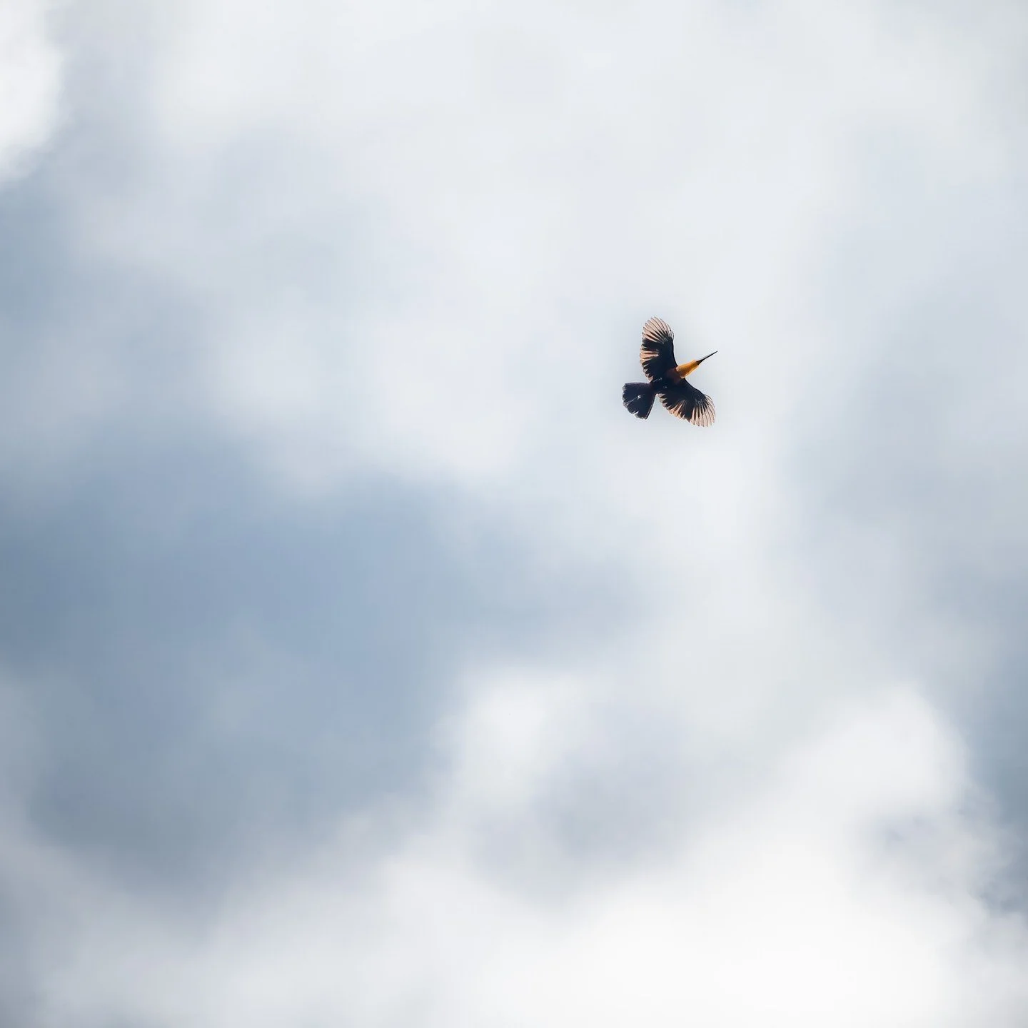 Deze Tucan kijkt even waar hij naar toekan....

#tucan #birdphotography #miracatu #serradomar